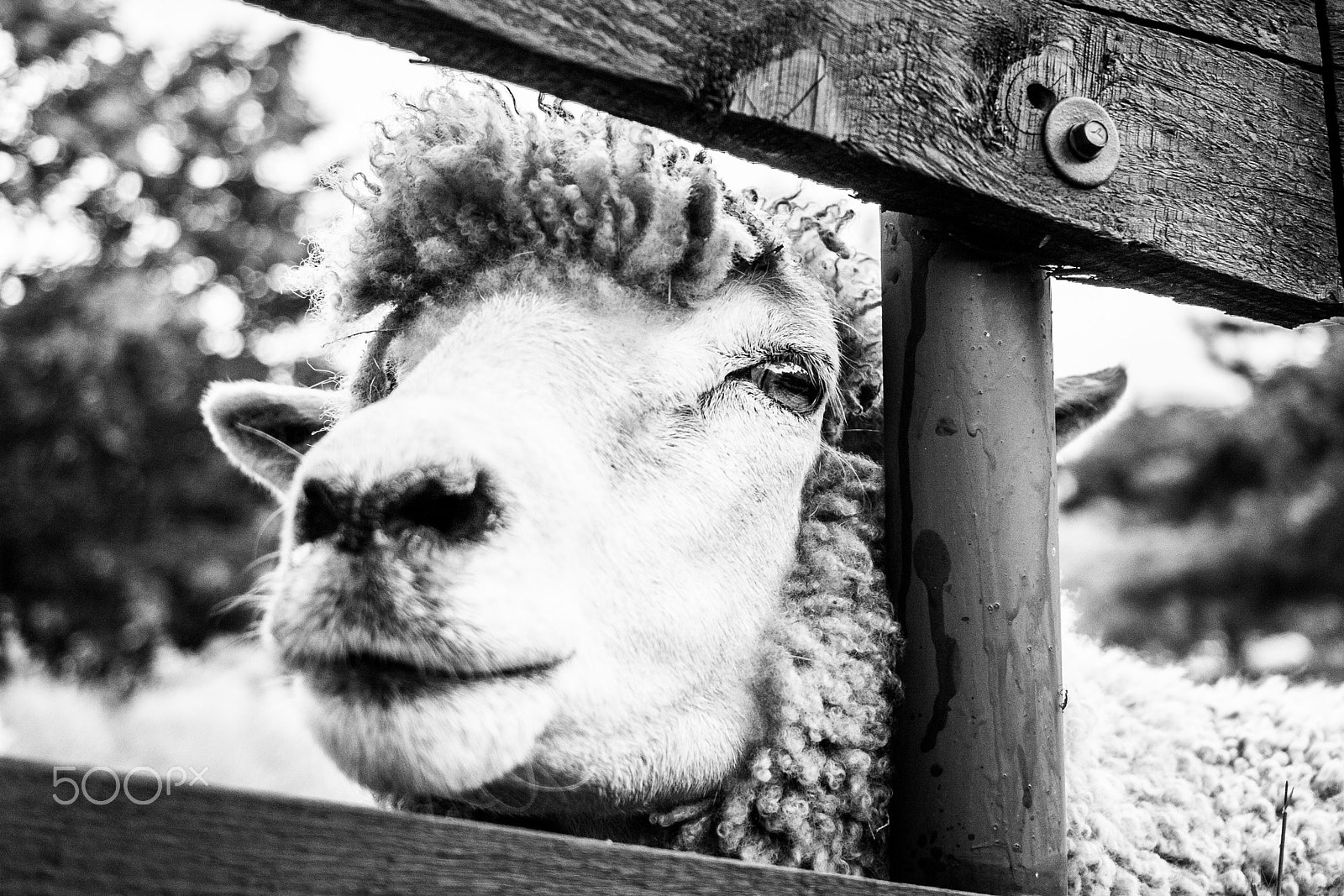 Canon EF-S 24mm F2.8 STM sample photo. Eyes photography