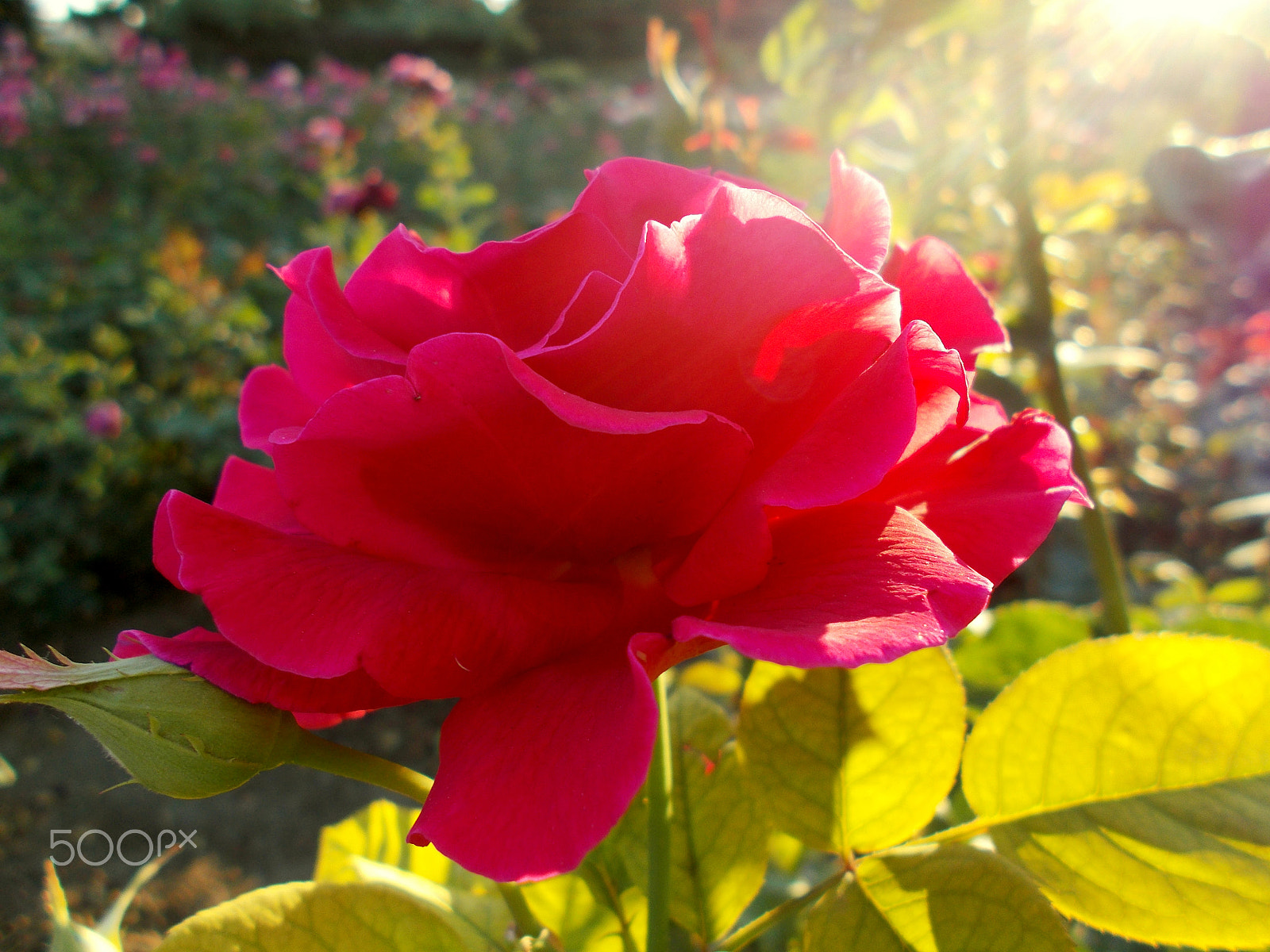 Nikon COOLPIX L27 sample photo. Shiny rose photography