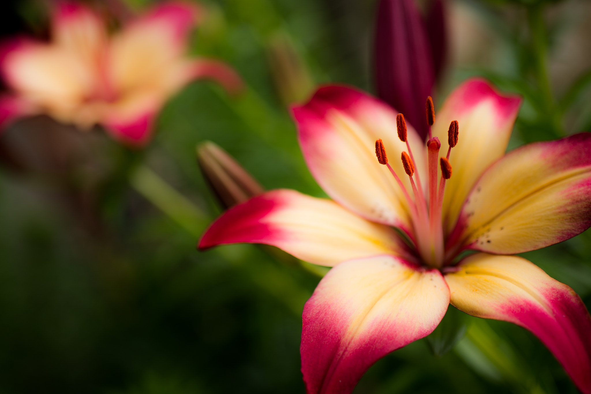 Nikon D610 + Sigma 50mm F2.8 EX DG Macro sample photo. Flower no title photography