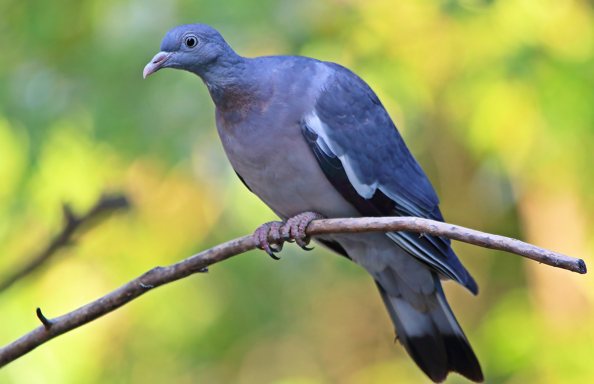 Sigma 150-500mm F5-6.3 DG OS HSM sample photo. Wood pigeon, colombaccio photography