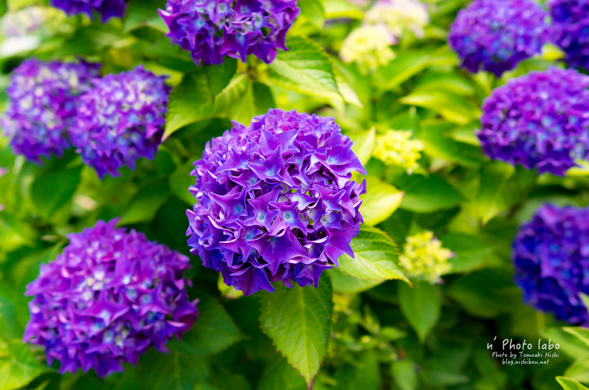 Summicron T 1:2 23 ASPH. sample photo. 紫陽花 photography