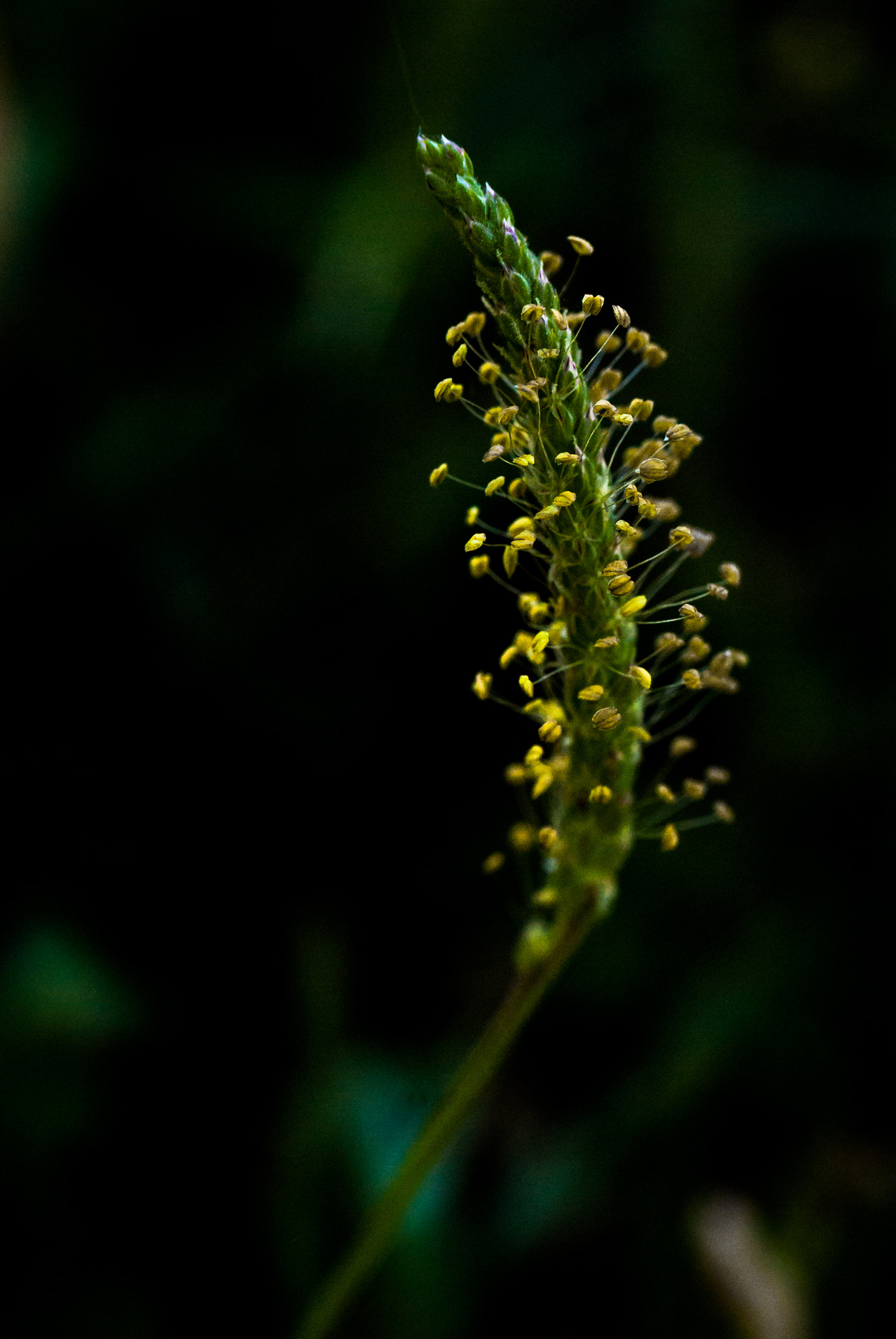 Nikon D60 sample photo. Flower photography