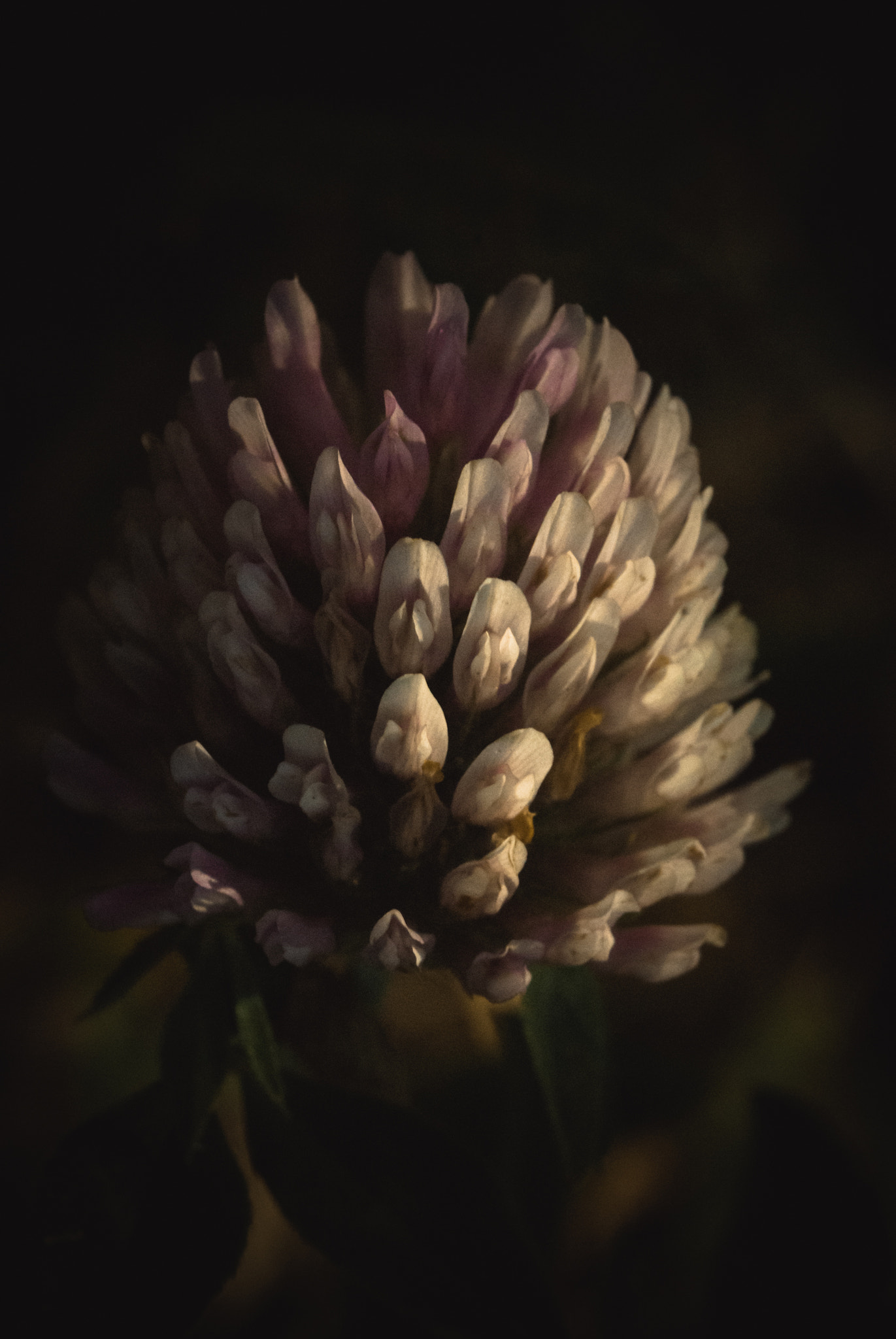Nikon D60 sample photo. Flower photography