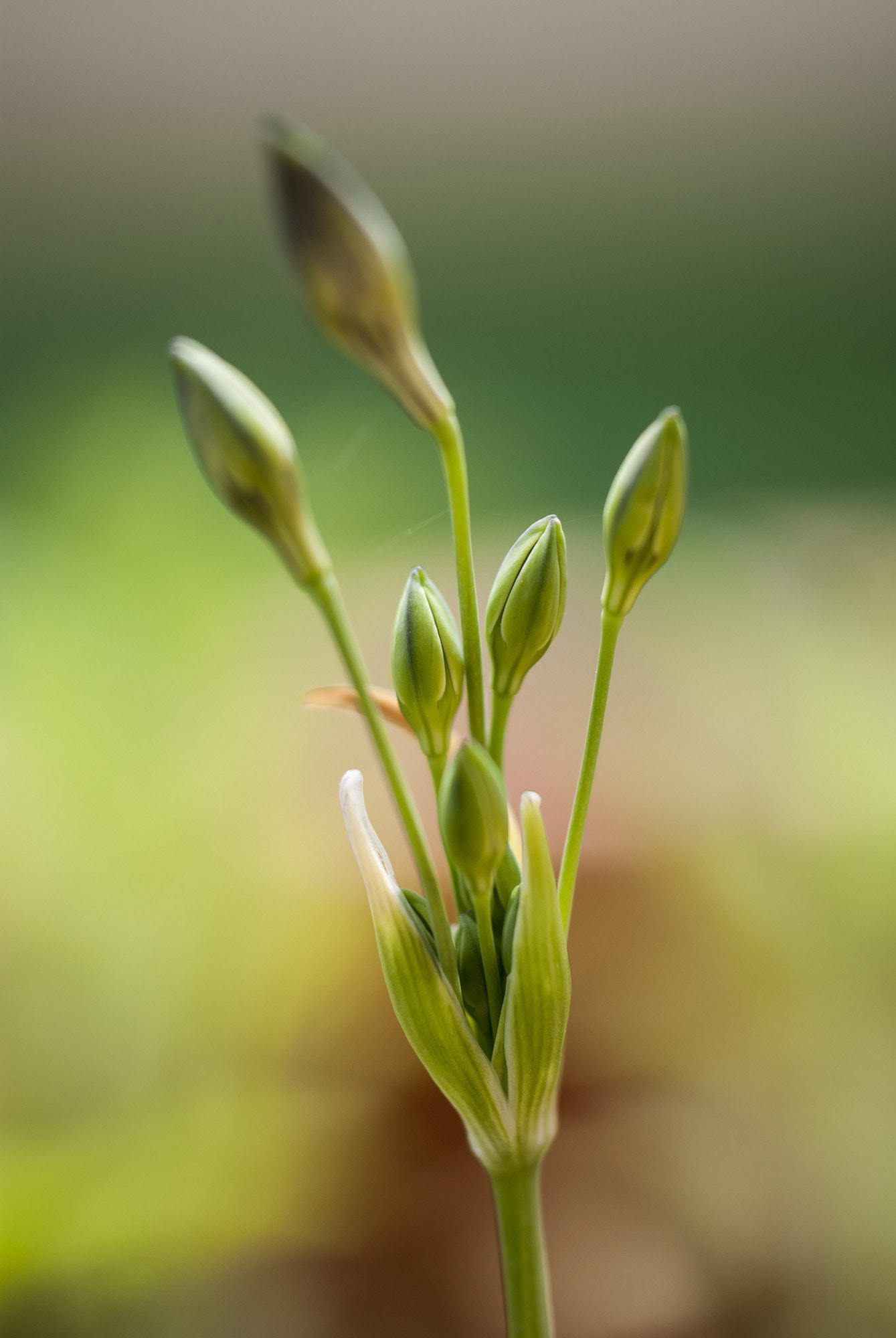 Nikon D60 sample photo. Flower photography