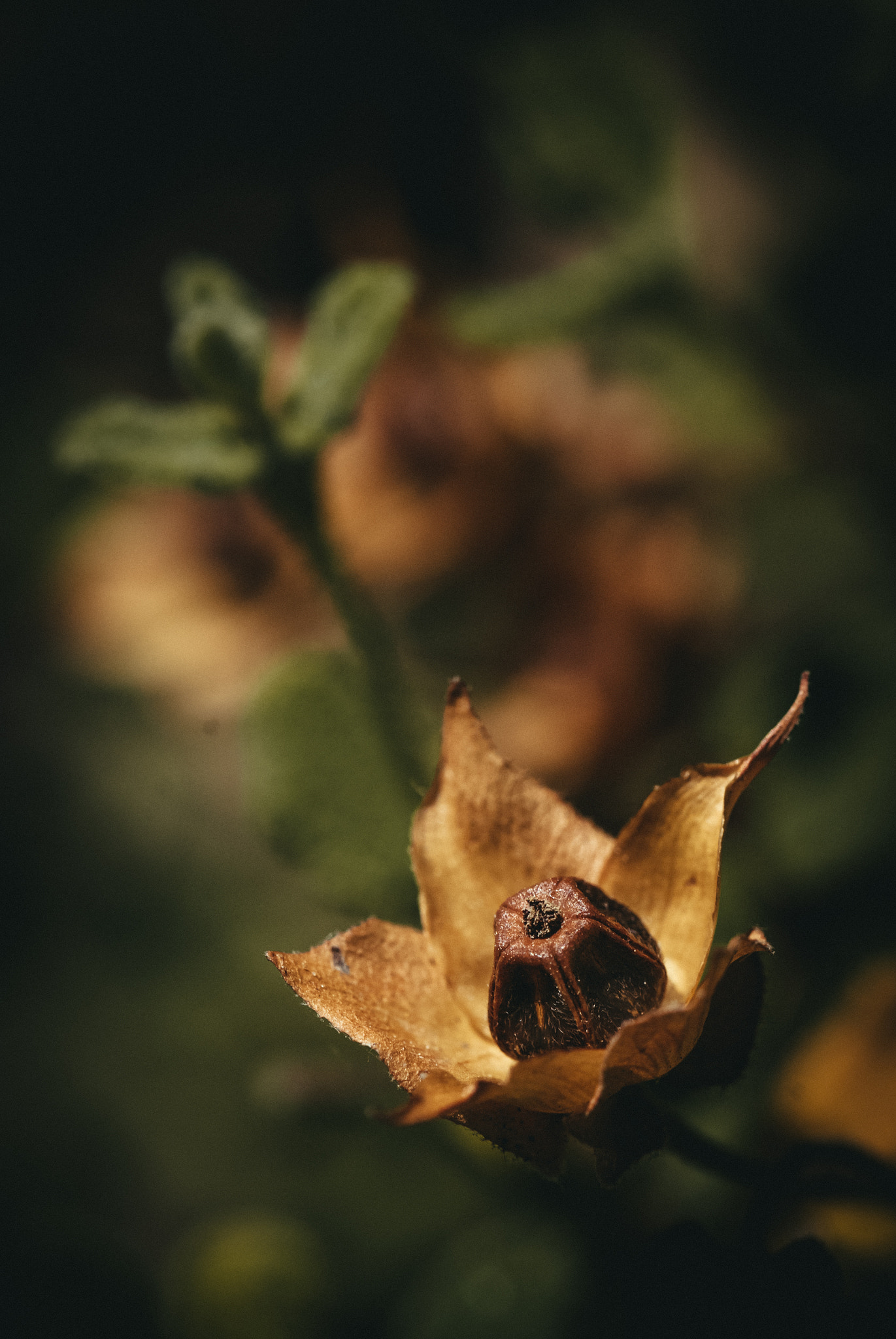 Nikon D60 sample photo. Flower photography