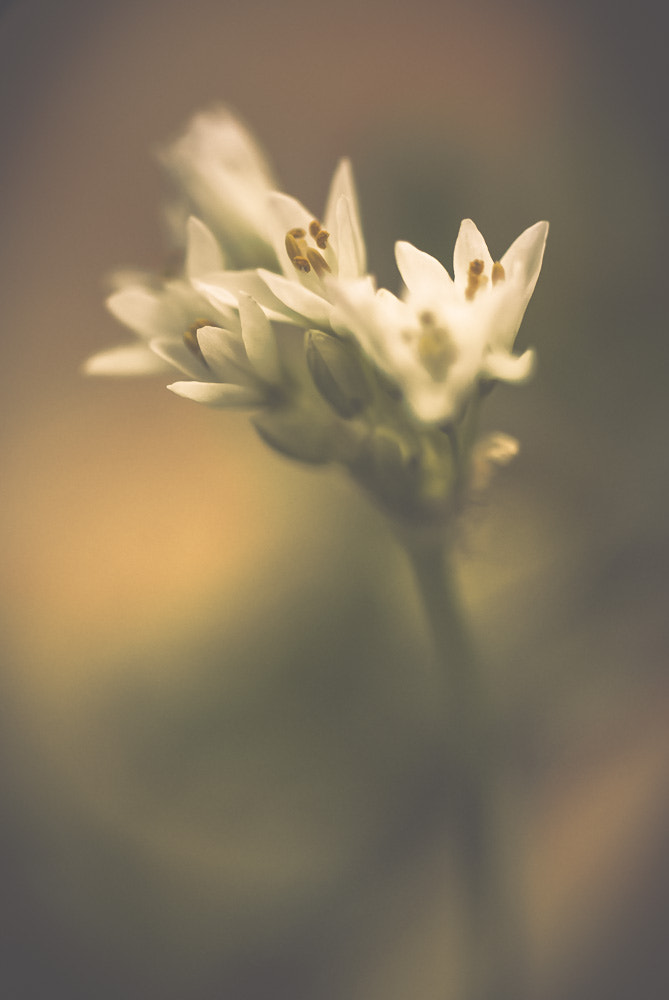 Nikon D60 sample photo. Flower photography