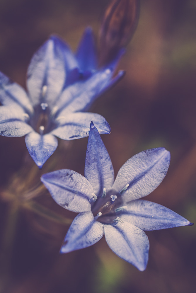 Nikon D60 sample photo. Flower photography