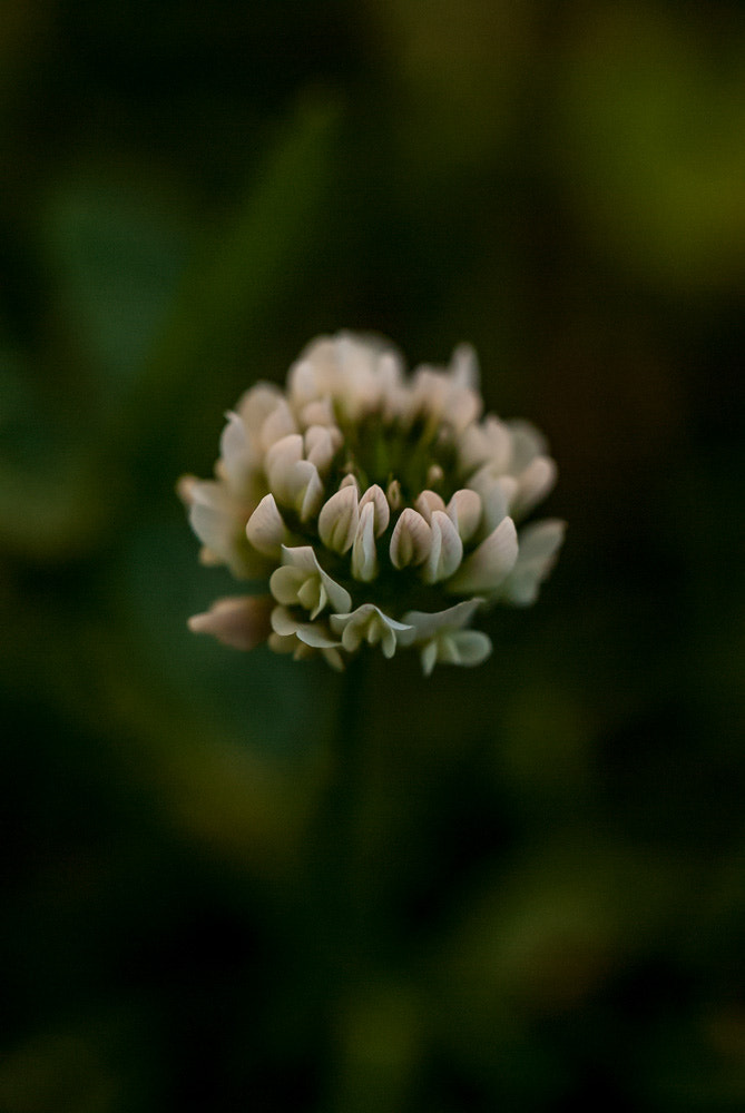 Nikon D60 sample photo. Flower photography