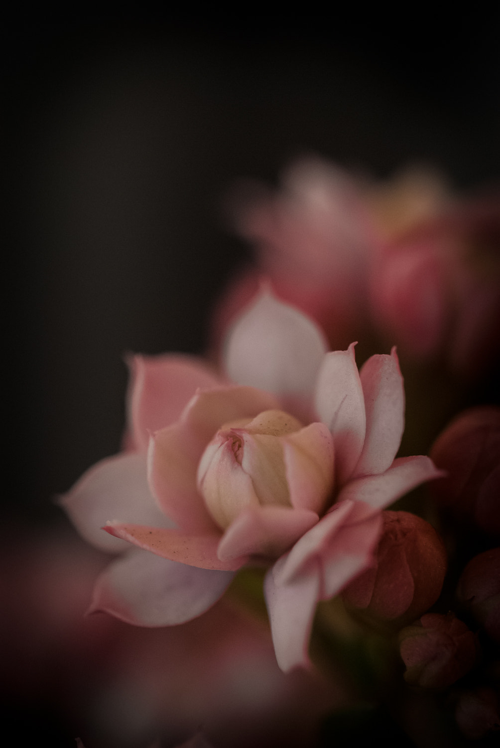 Nikon D60 sample photo. Flower photography
