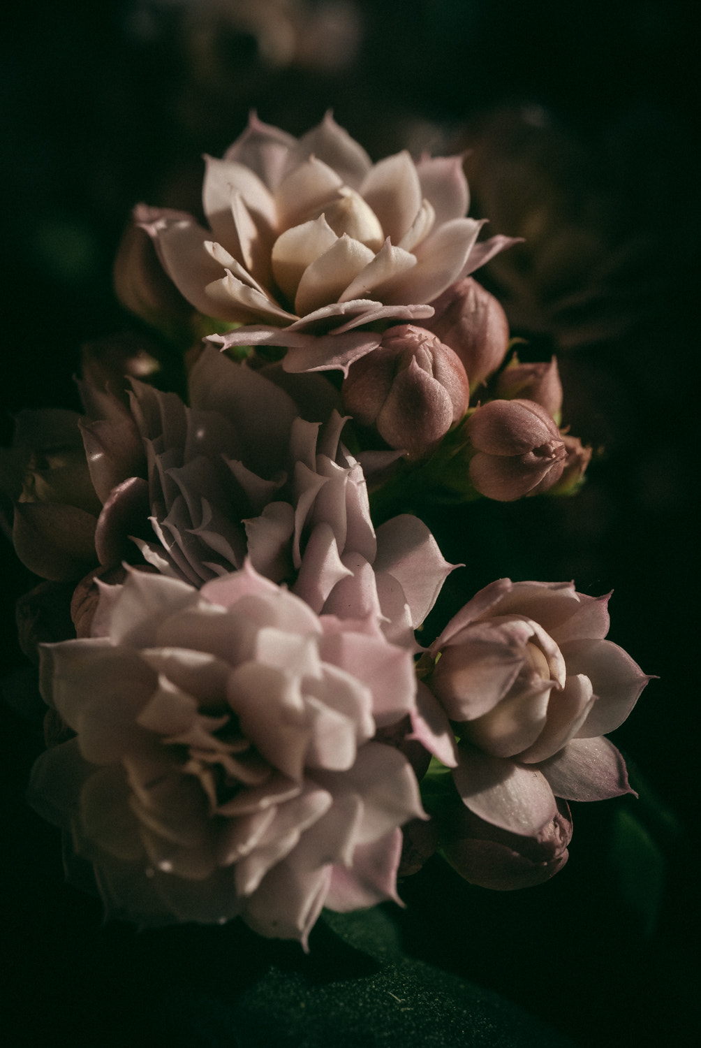 Nikon D60 sample photo. Flower photography