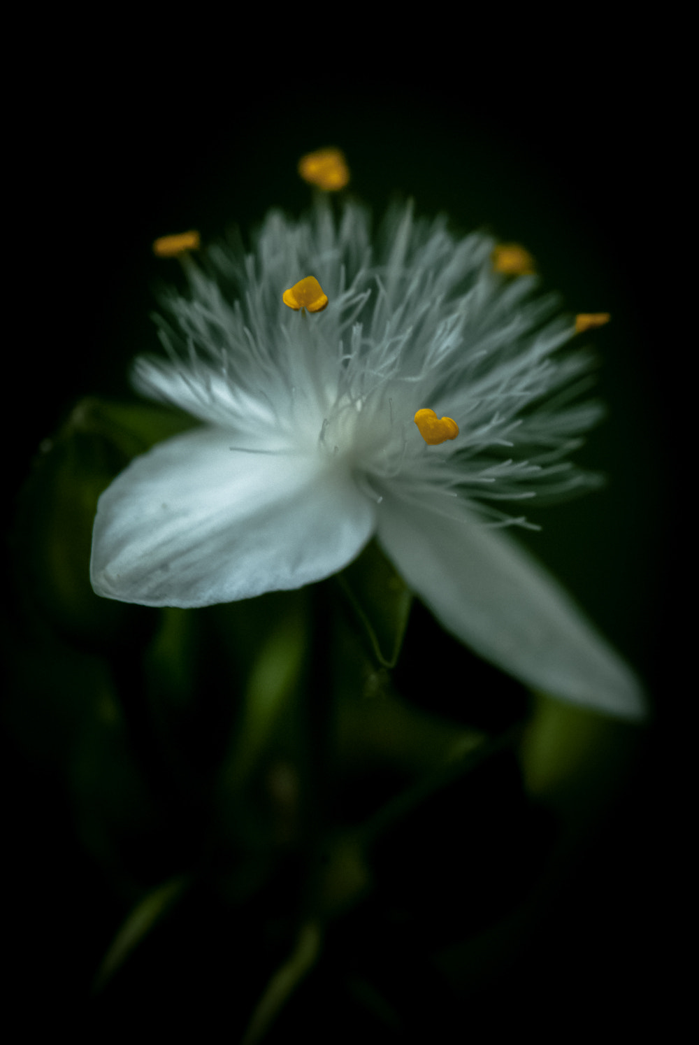 Nikon D60 sample photo. Flower photography