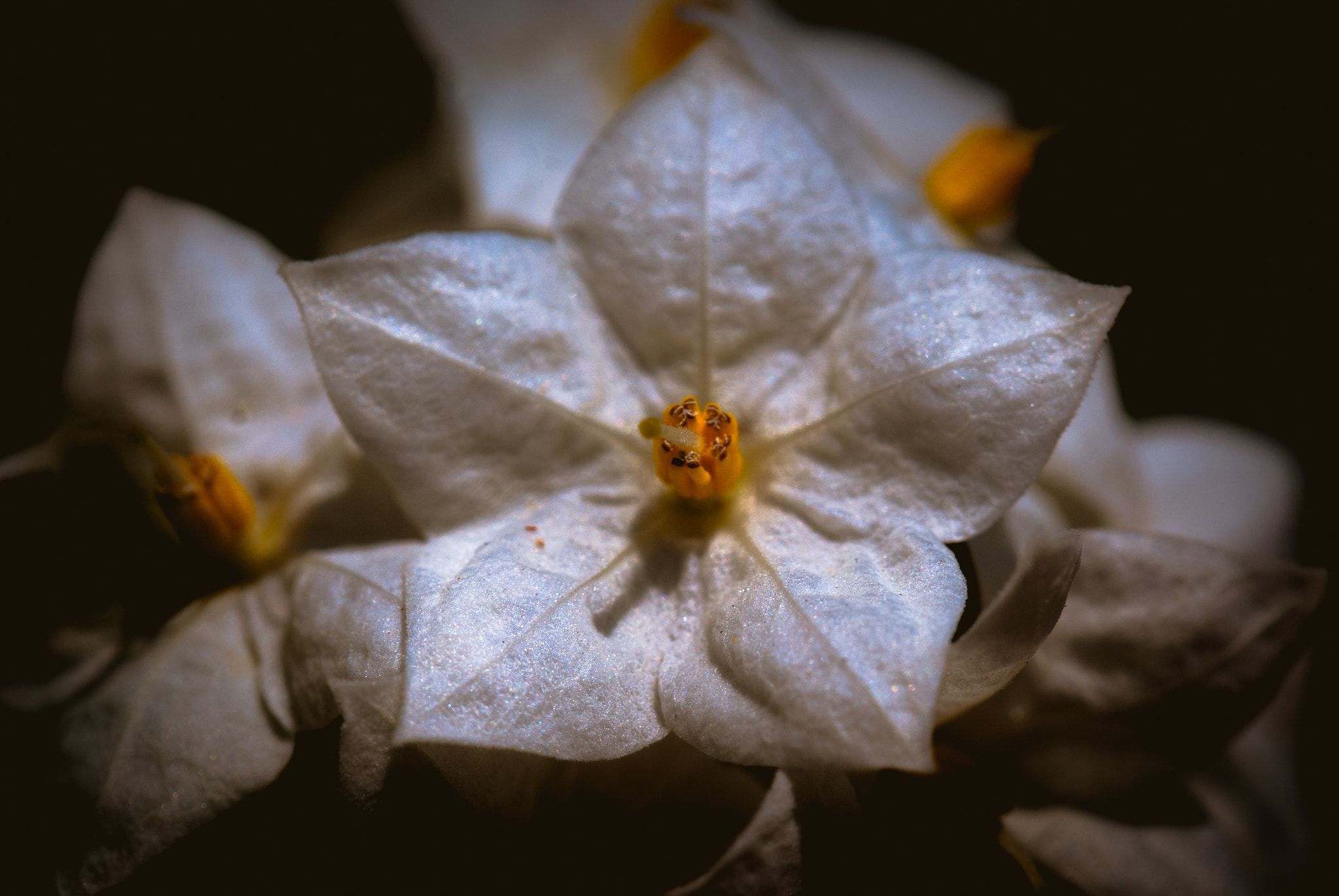 Nikon D60 sample photo. Flower photography
