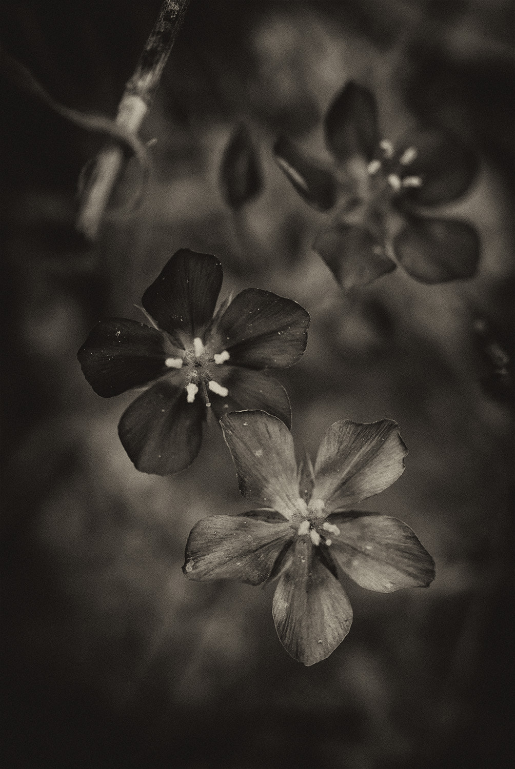 Nikon D60 sample photo. Flower photography