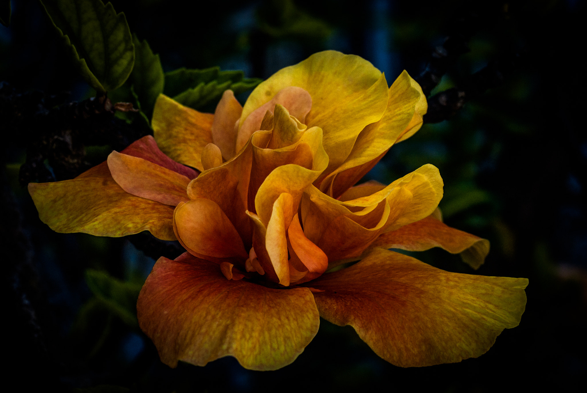 Nikon D60 sample photo. Flower photography
