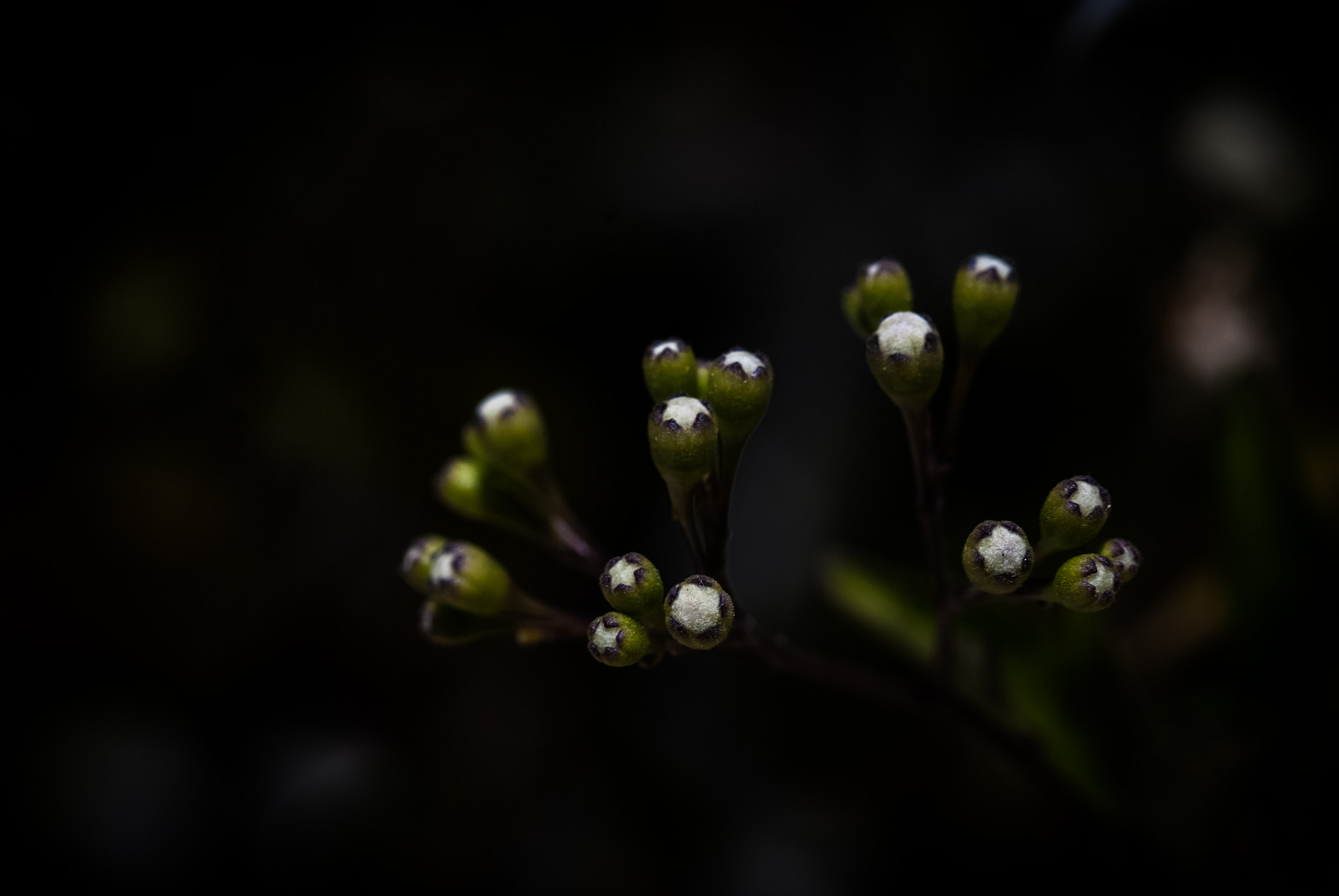 Nikon D60 sample photo. Flower photography