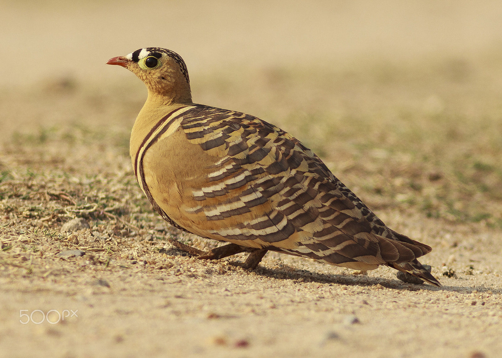 Canon EF 300mm F4L IS USM sample photo. Painted sandgrouse male photography