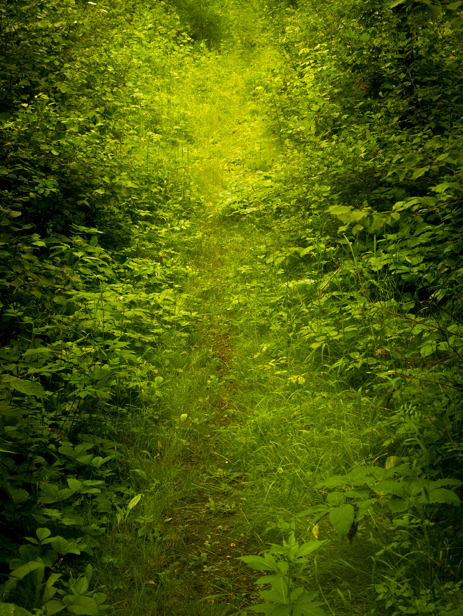 Panasonic Lumix DMC-GF7 sample photo. Gentle path photography