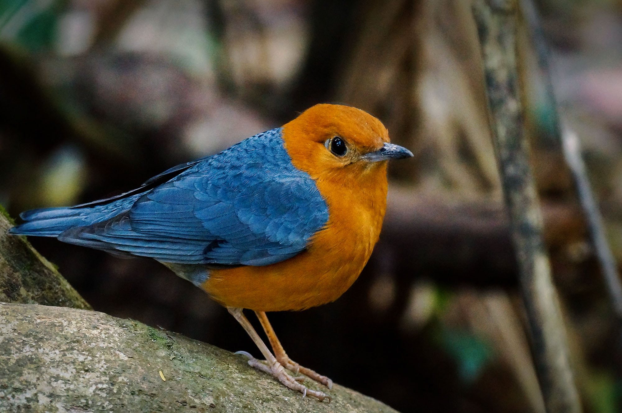 Sony 70-300mm F4.5-5.6 G SSM sample photo. Orange-headed thrush (male) photography