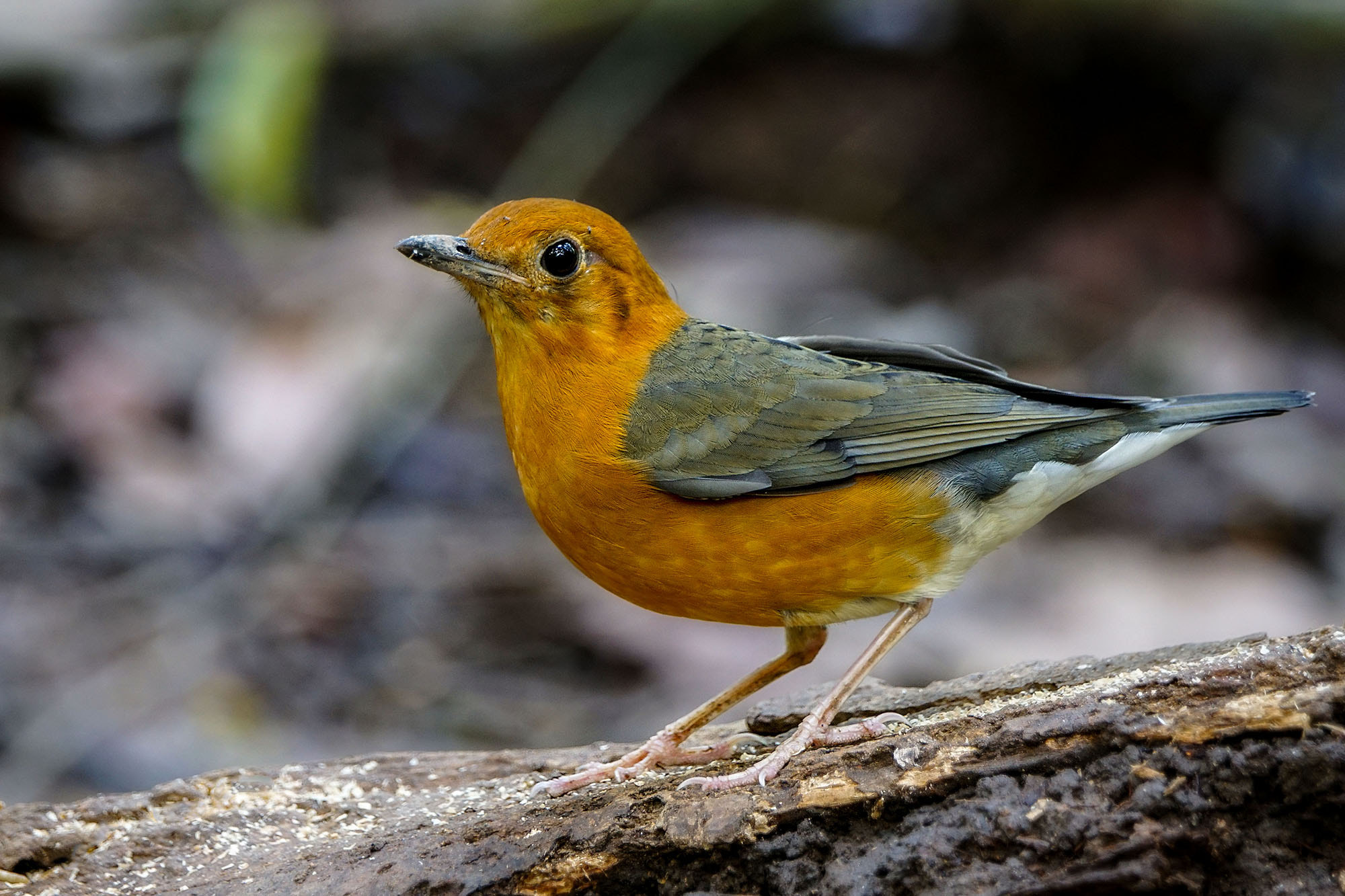 Sony ILCA-77M2 + Sony 70-400mm F4-5.6 G SSM II sample photo. Orange-headed thrush (female) photography