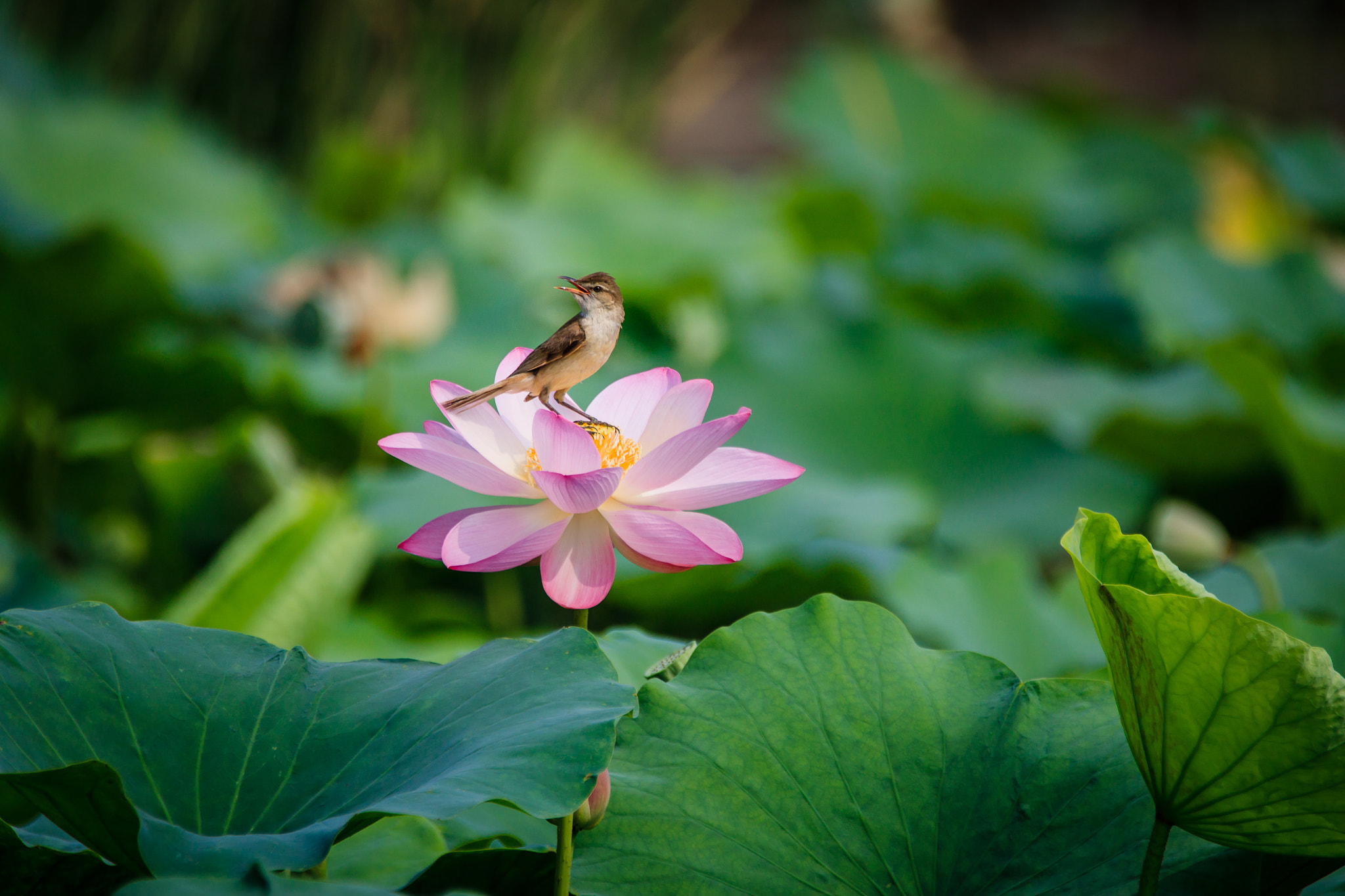150-600mm F5-6.3 DG OS HSM | Contemporary 015 sample photo. Fairy bird in lotus photography