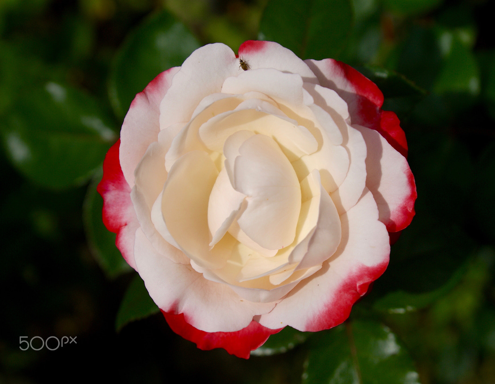 Sony Alpha DSLR-A290 + Sony DT 16-50mm F2.8 SSM sample photo. `strawberry icecream´ photography