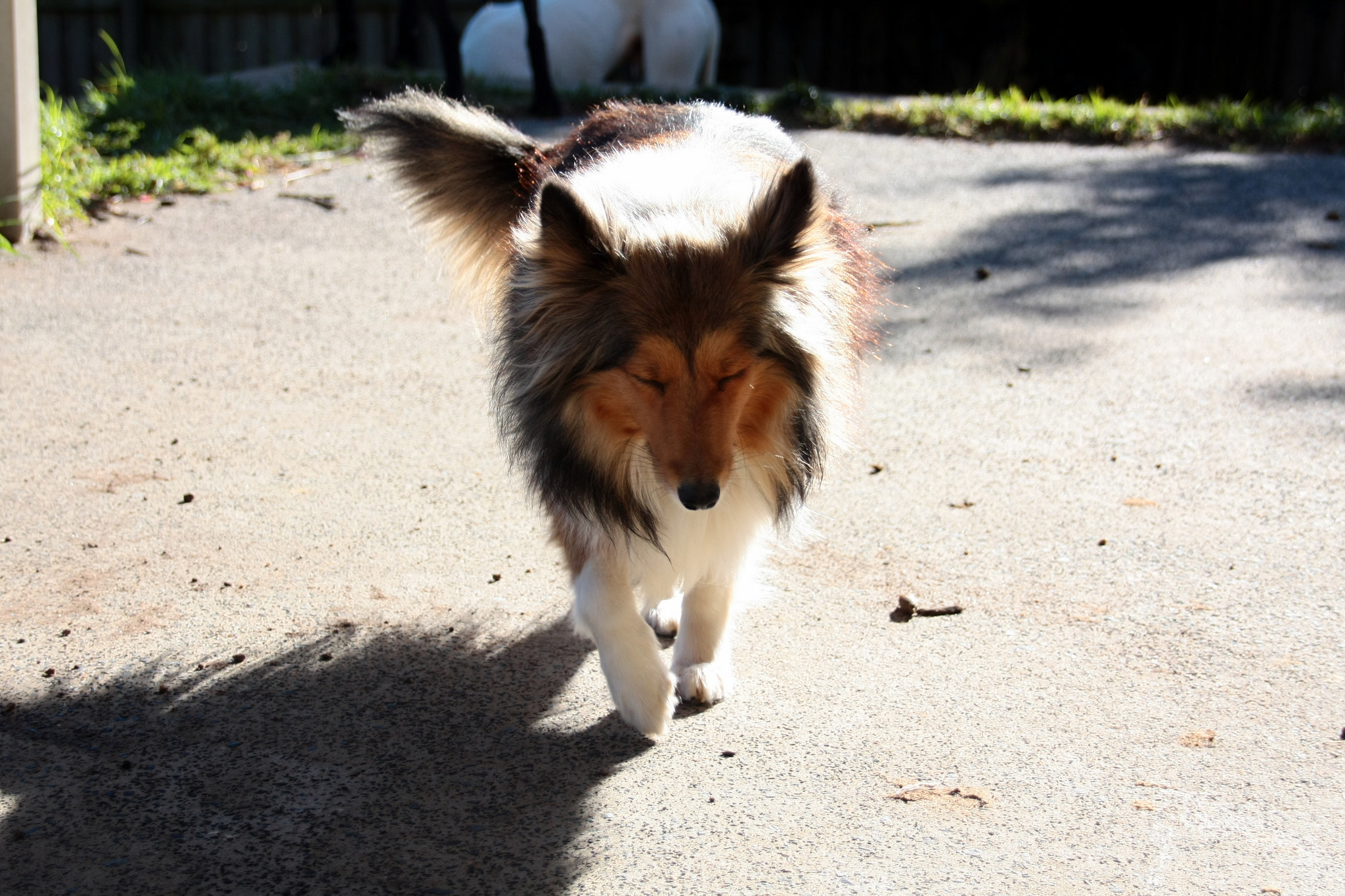 Sigma 18-200mm f/3.5-6.3 DC OS sample photo. Calm nala photography