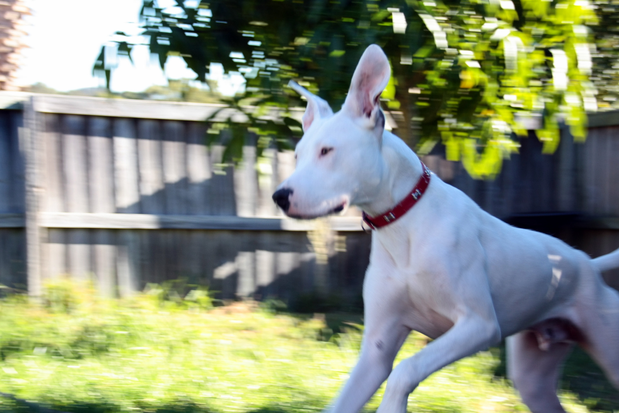 Sigma 18-200mm f/3.5-6.3 DC OS sample photo. Archer running! photography