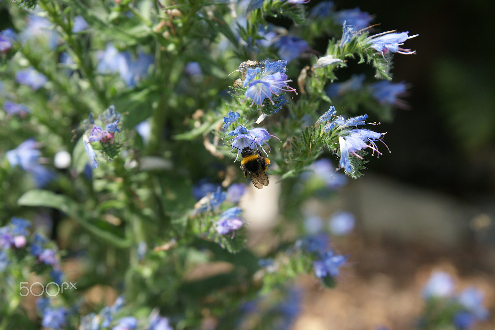 Sony Alpha DSLR-A290 + Sony DT 16-50mm F2.8 SSM sample photo. Bumblebee loves dragonhead photography