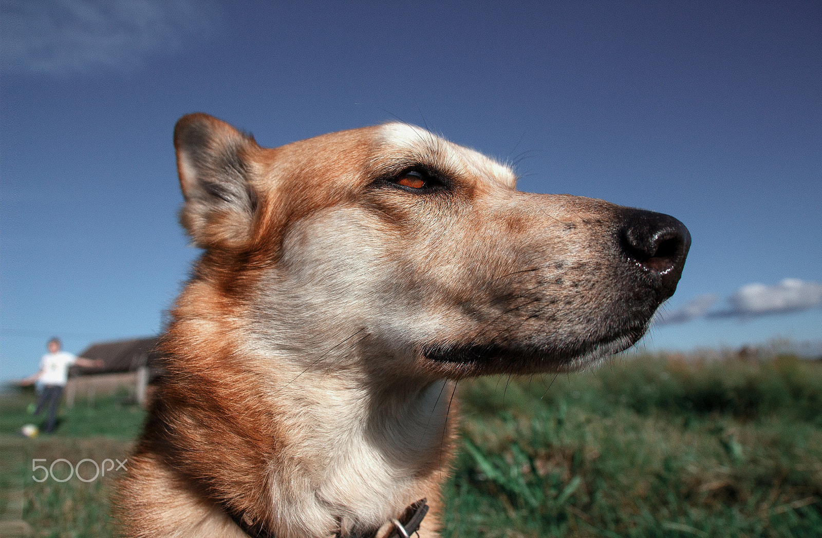 Canon EOS 650D (EOS Rebel T4i / EOS Kiss X6i) sample photo. Dog sight photography