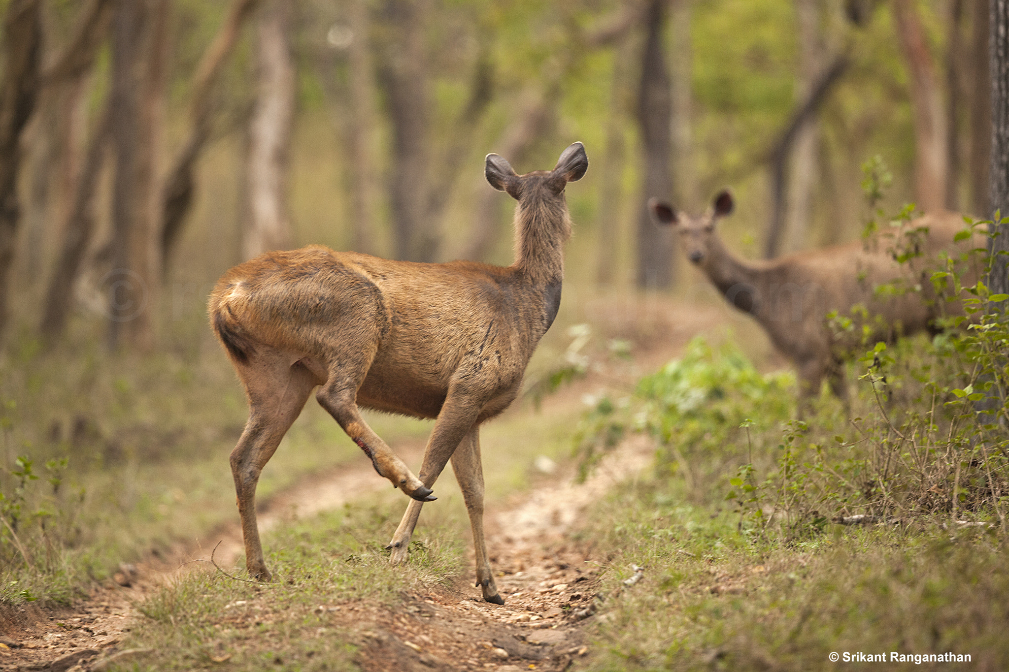 Canon EOS 5D Mark II + Canon EF 500mm F4L IS II USM sample photo. Sambar deers look at each other photography