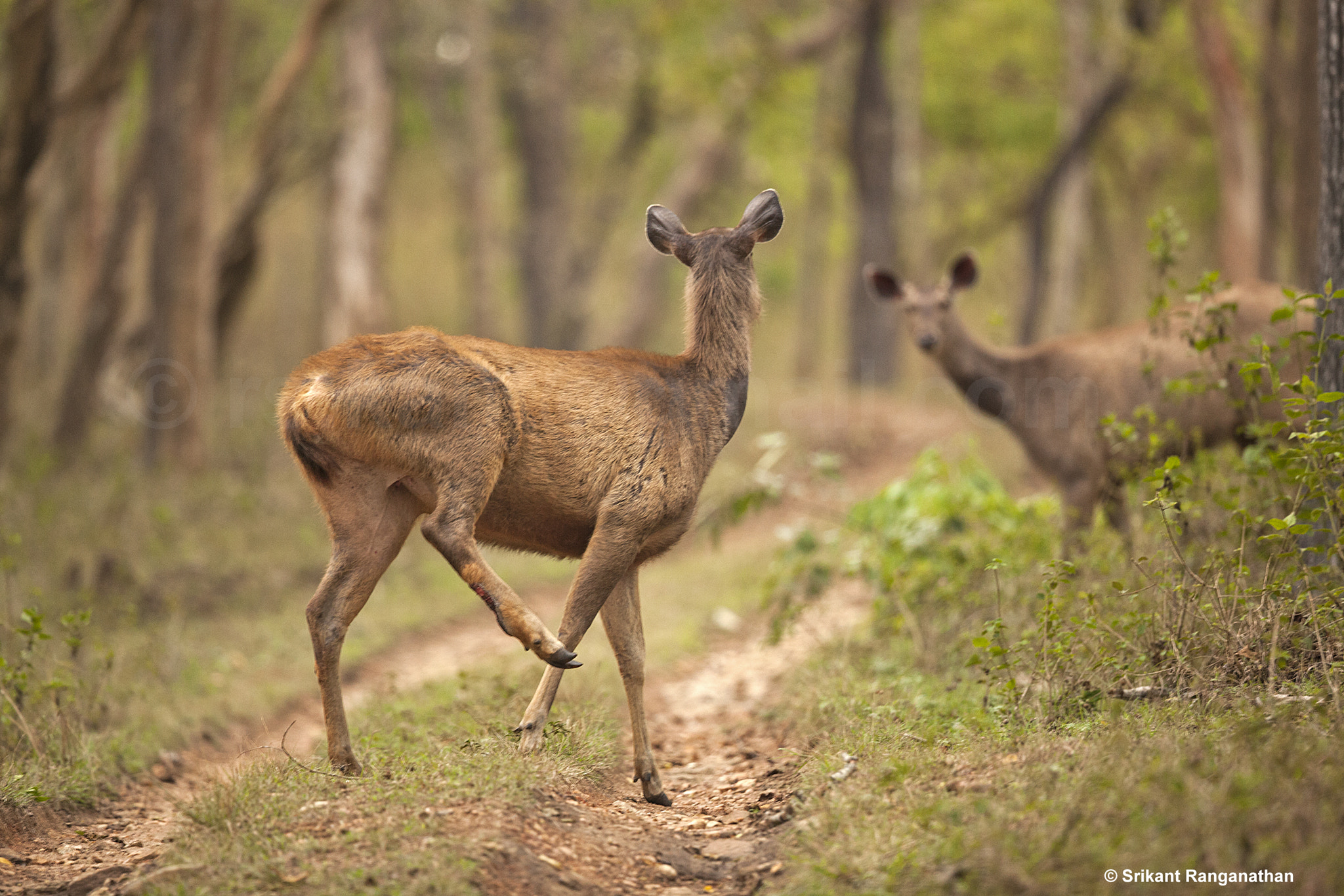 Canon EF 500mm F4L IS II USM sample photo. Sambar deers look at each other photography