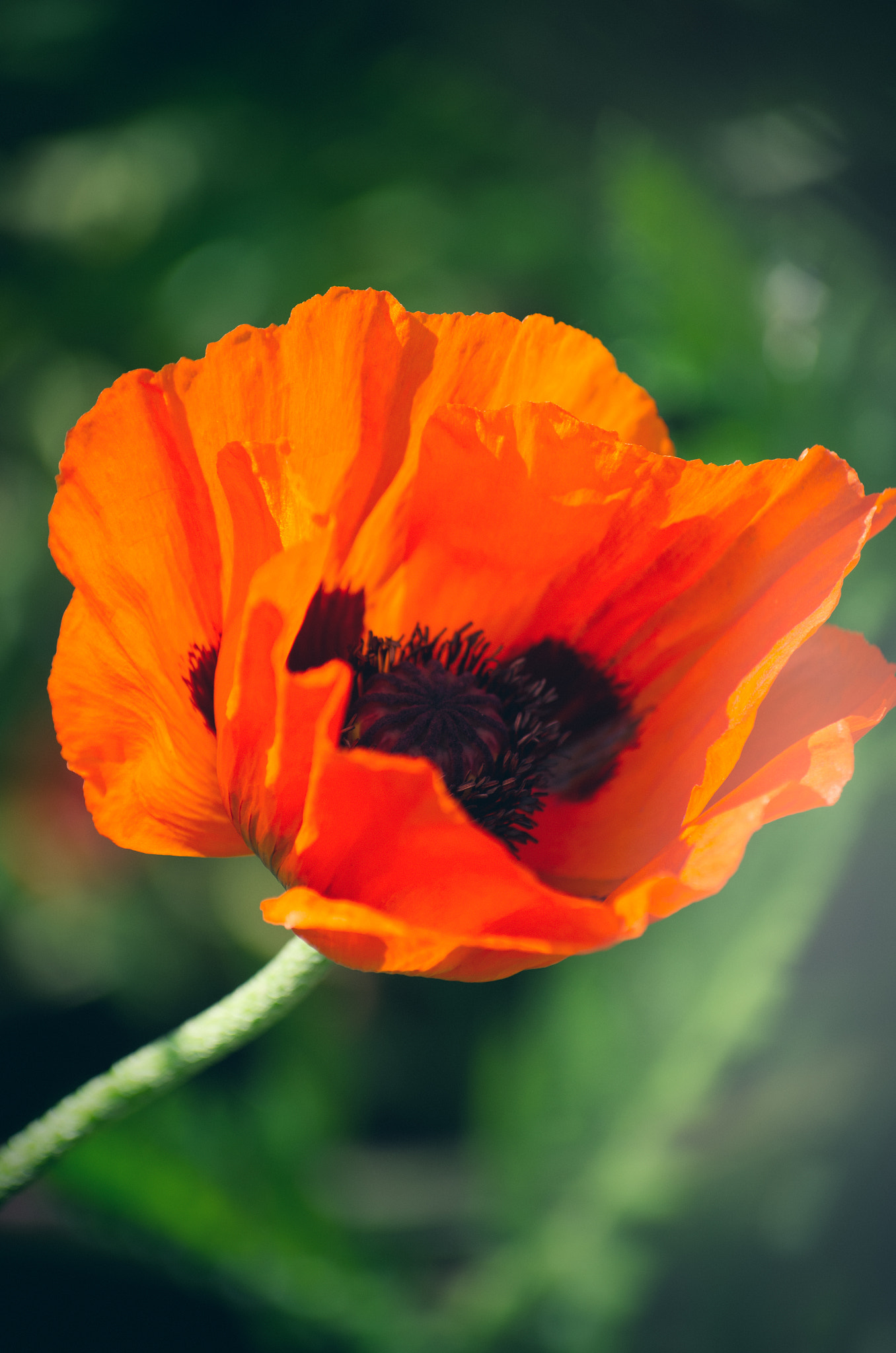 Pentax K-5 IIs sample photo. Flower photography