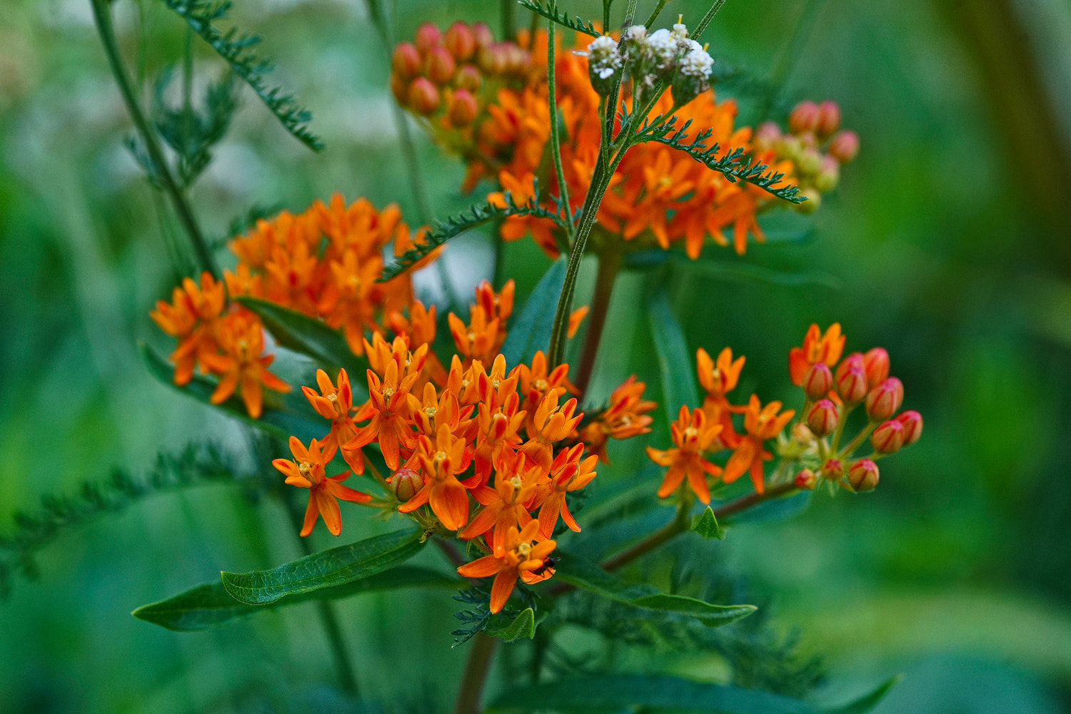 Sony a7R II + 100mm F2.8 SSM sample photo. Butterfly weed in situ photography