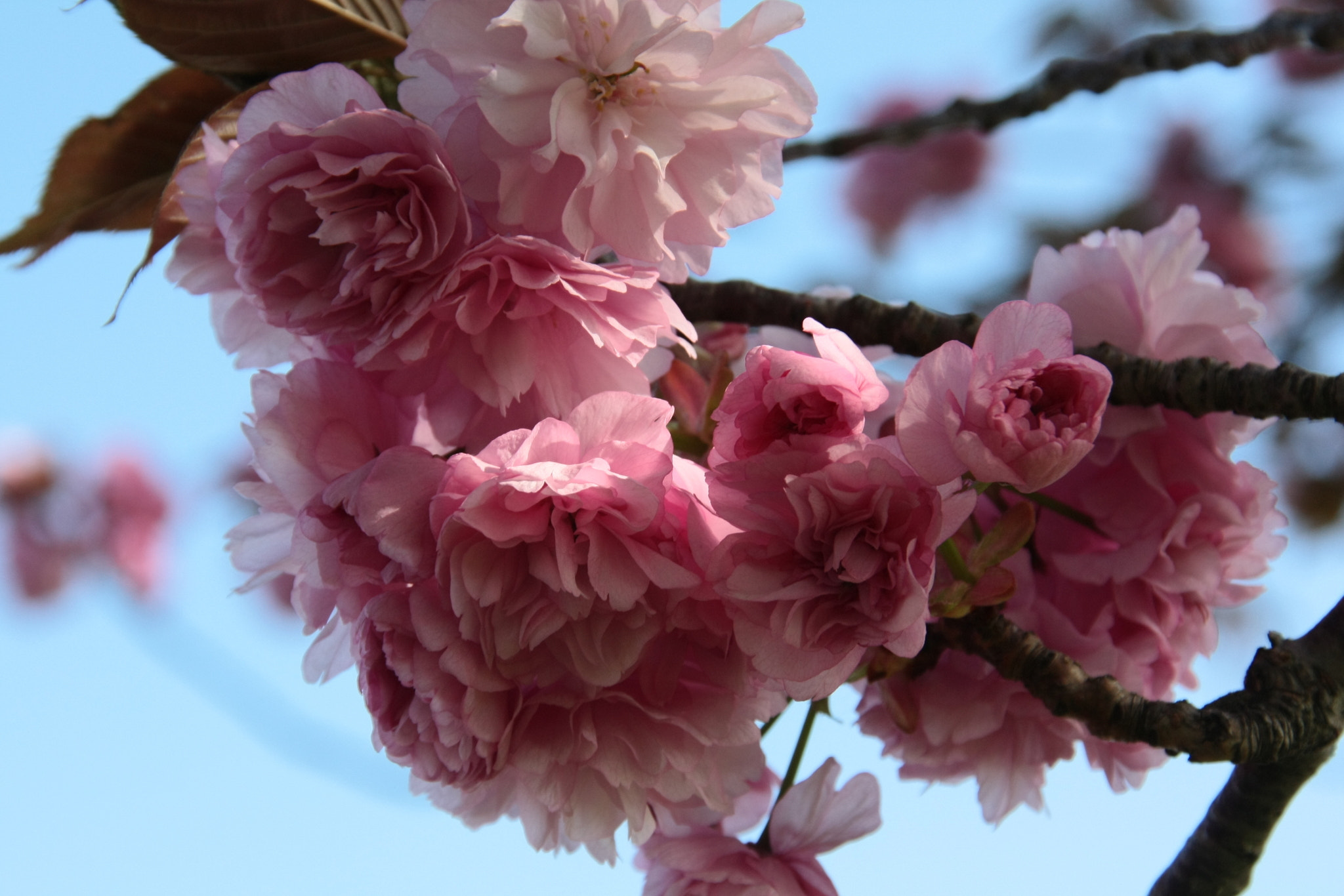 Sigma 18-200mm f/3.5-6.3 DC OS sample photo. Light pink on sky blue photography