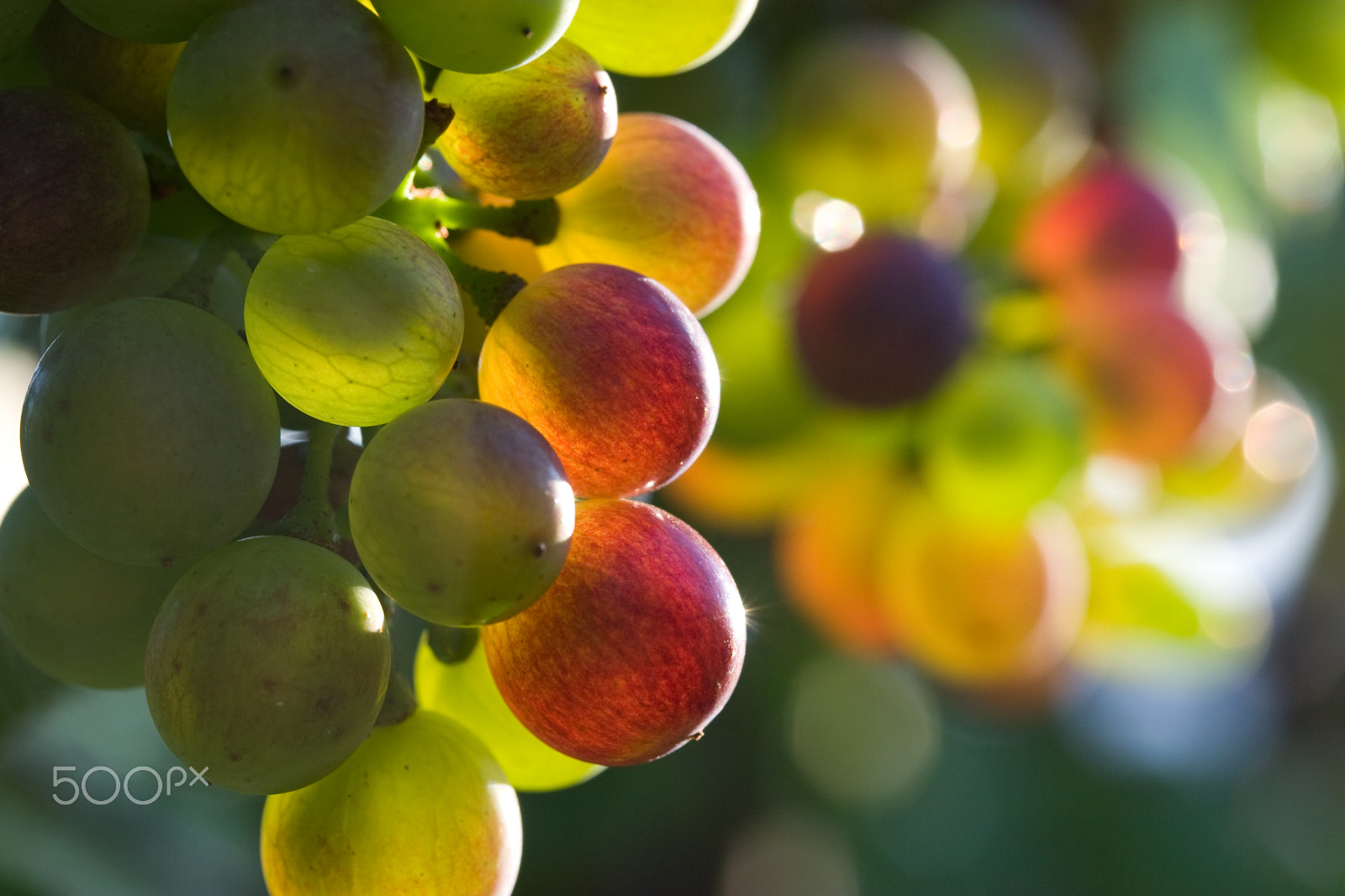 Canon EF-S 60mm F2.8 Macro USM sample photo. Varaison photography