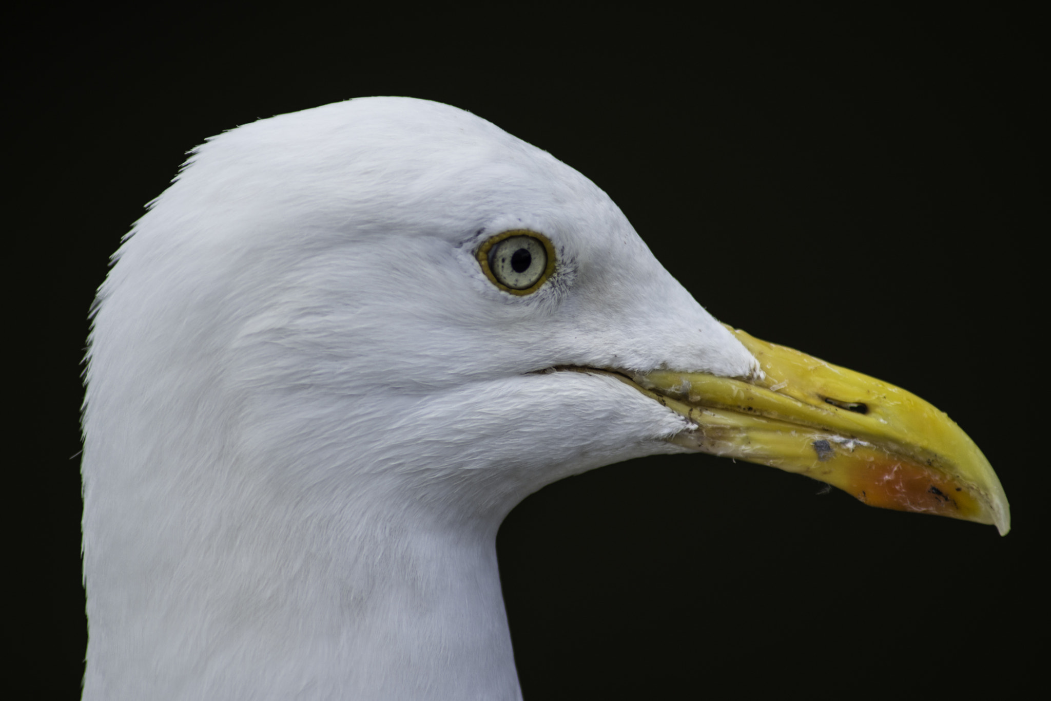 Nikon D800E sample photo. Gull ! photography