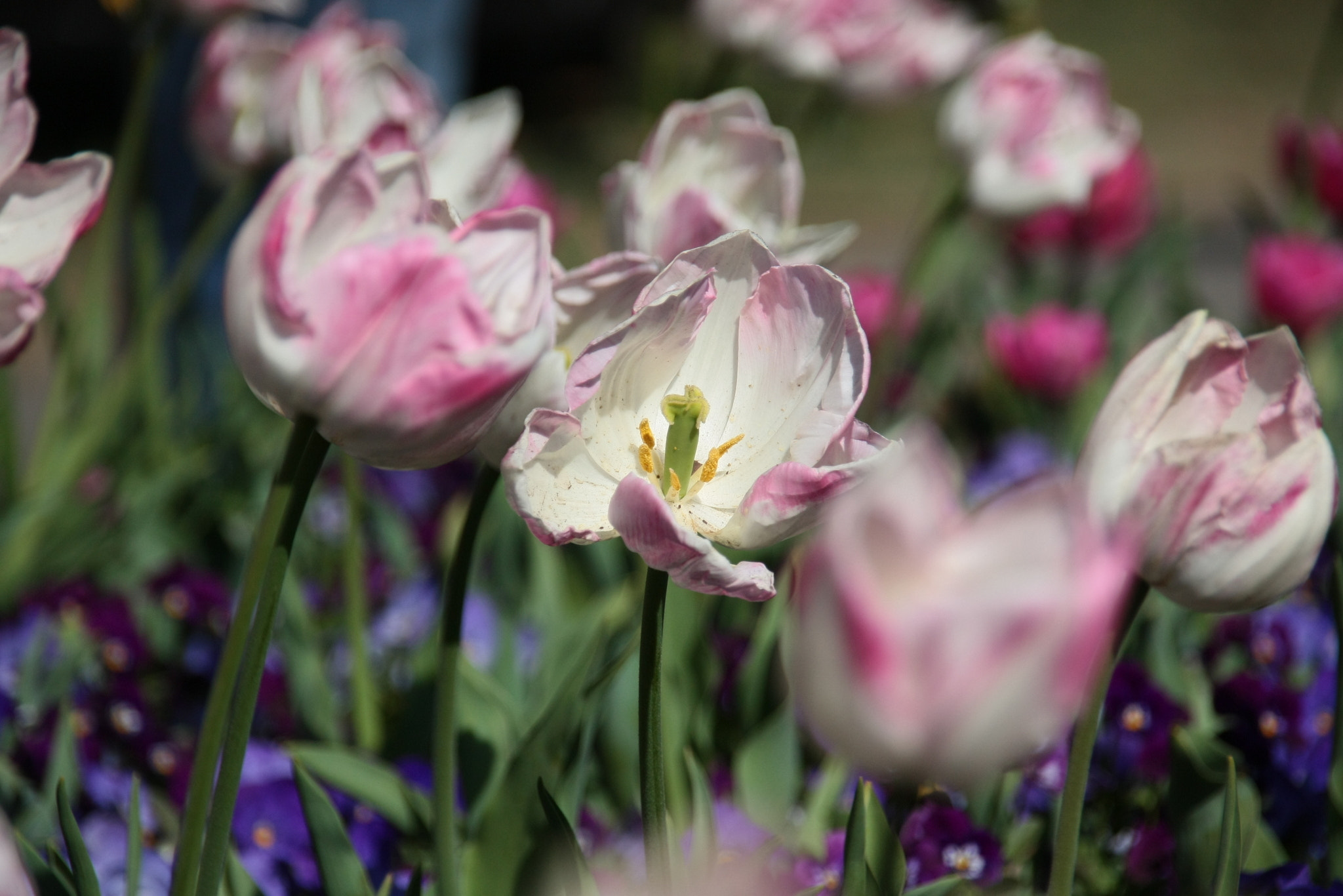 Sigma 18-200mm f/3.5-6.3 DC OS sample photo. Light pink on green photography