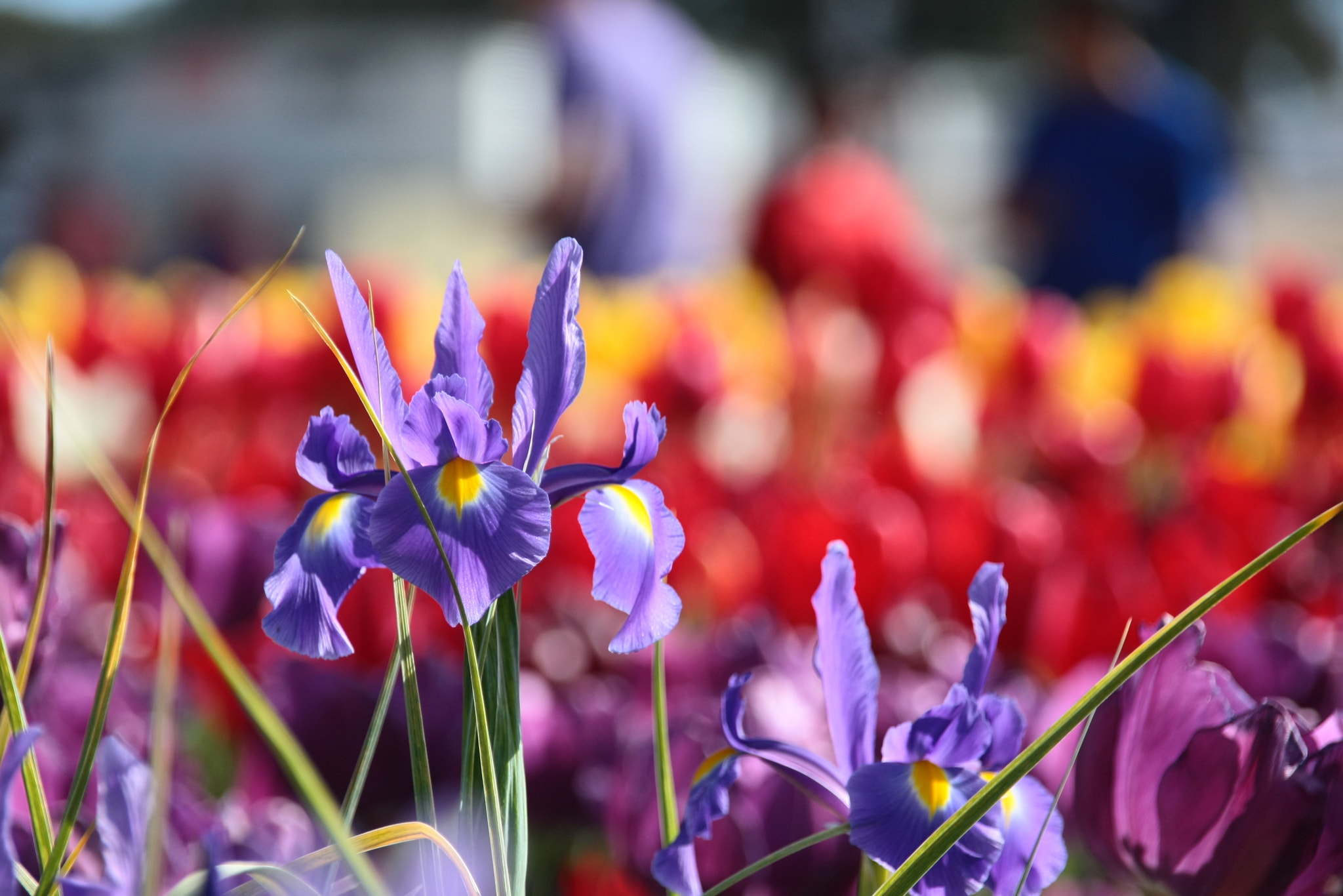 Sigma 18-200mm f/3.5-6.3 DC OS sample photo. Light purple on red photography