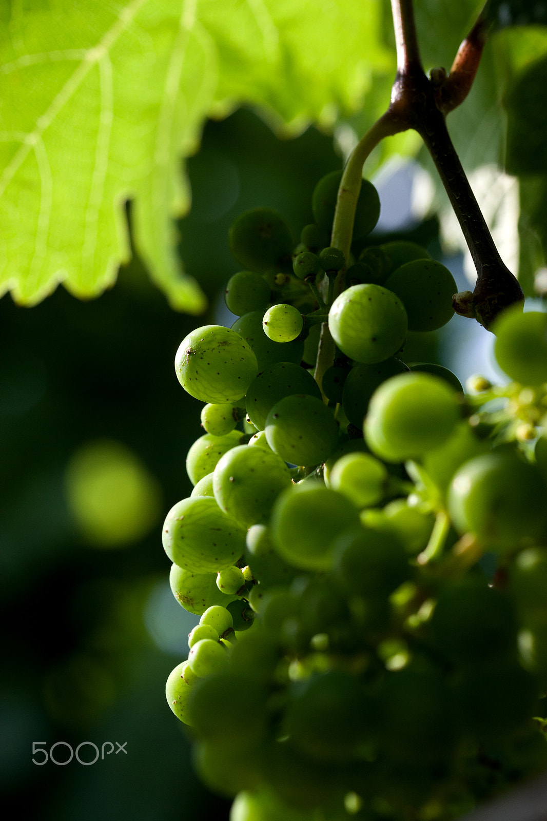 Canon EF-S 60mm F2.8 Macro USM sample photo. Riesling in early summer photography
