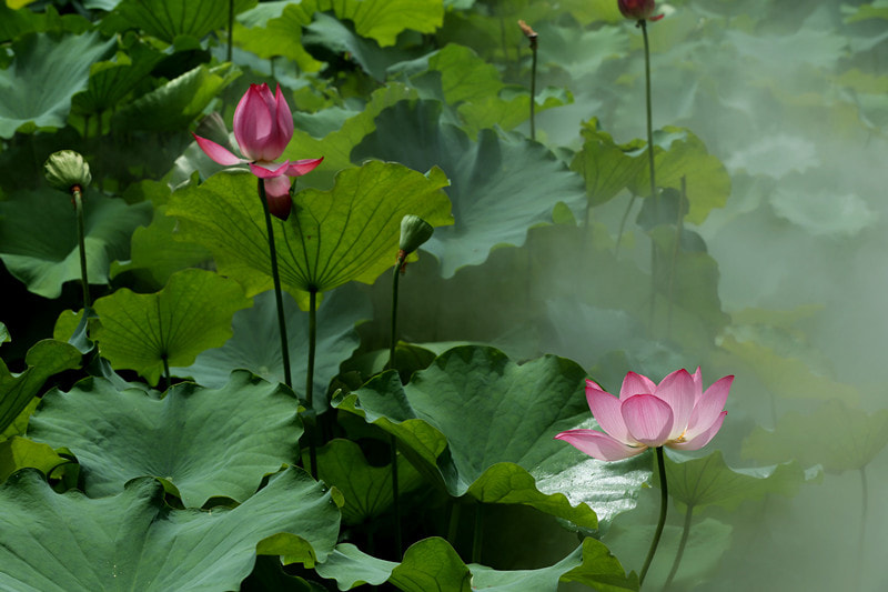 Canon EOS-1D X + Canon EF 22-55mm f/4-5.6 USM sample photo. Lotus season 4 photography