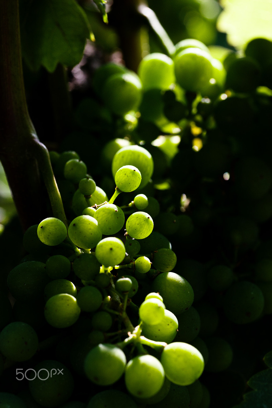 Canon EF-S 60mm F2.8 Macro USM sample photo. Riesling in early summer photography