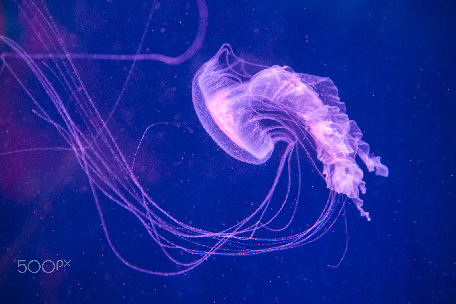 Tamron AF 28-75mm F2.8 XR Di LD Aspherical (IF) sample photo. Jellyfish photography