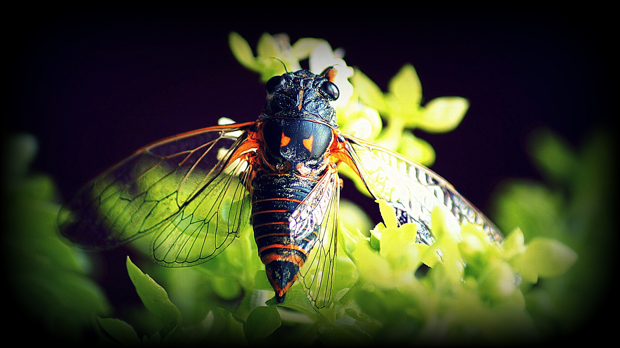 Sony SLT-A55 (SLT-A55V) sample photo. Cİcadİdae ii photography