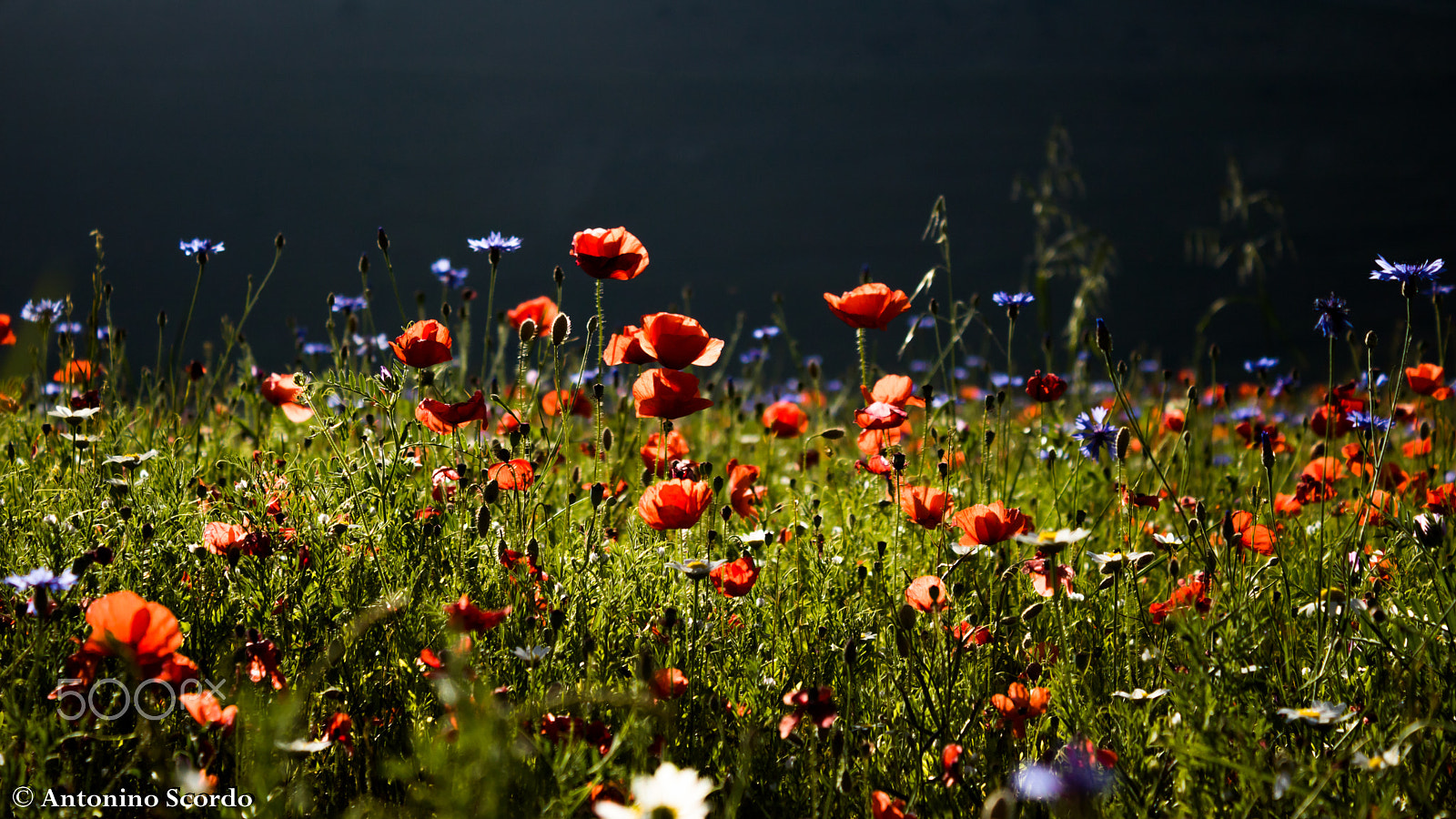 Canon EOS 760D (EOS Rebel T6s / EOS 8000D) sample photo. Castelluccio di norcia 2016 photography