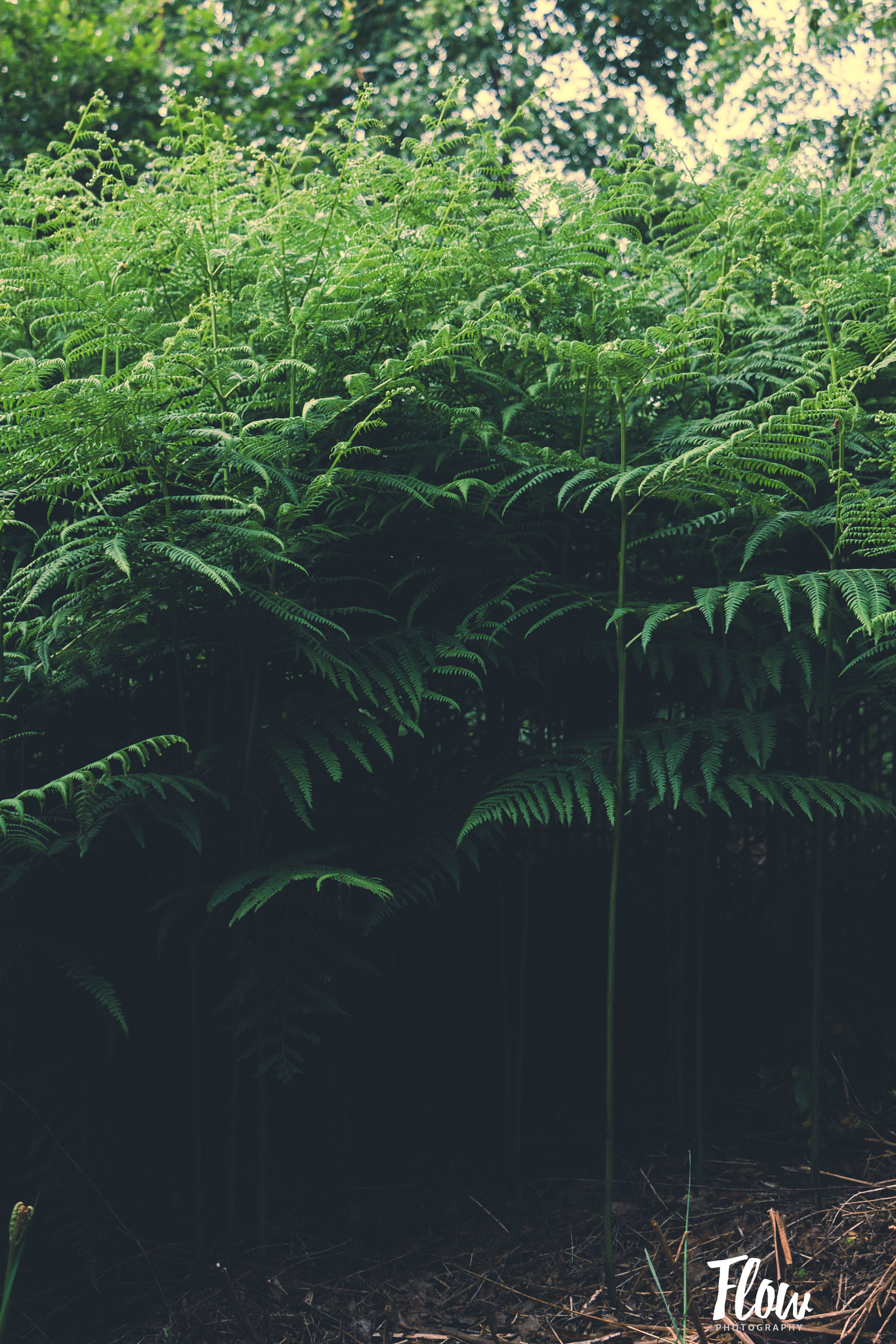 Canon EOS 40D sample photo. Fern primeval photography