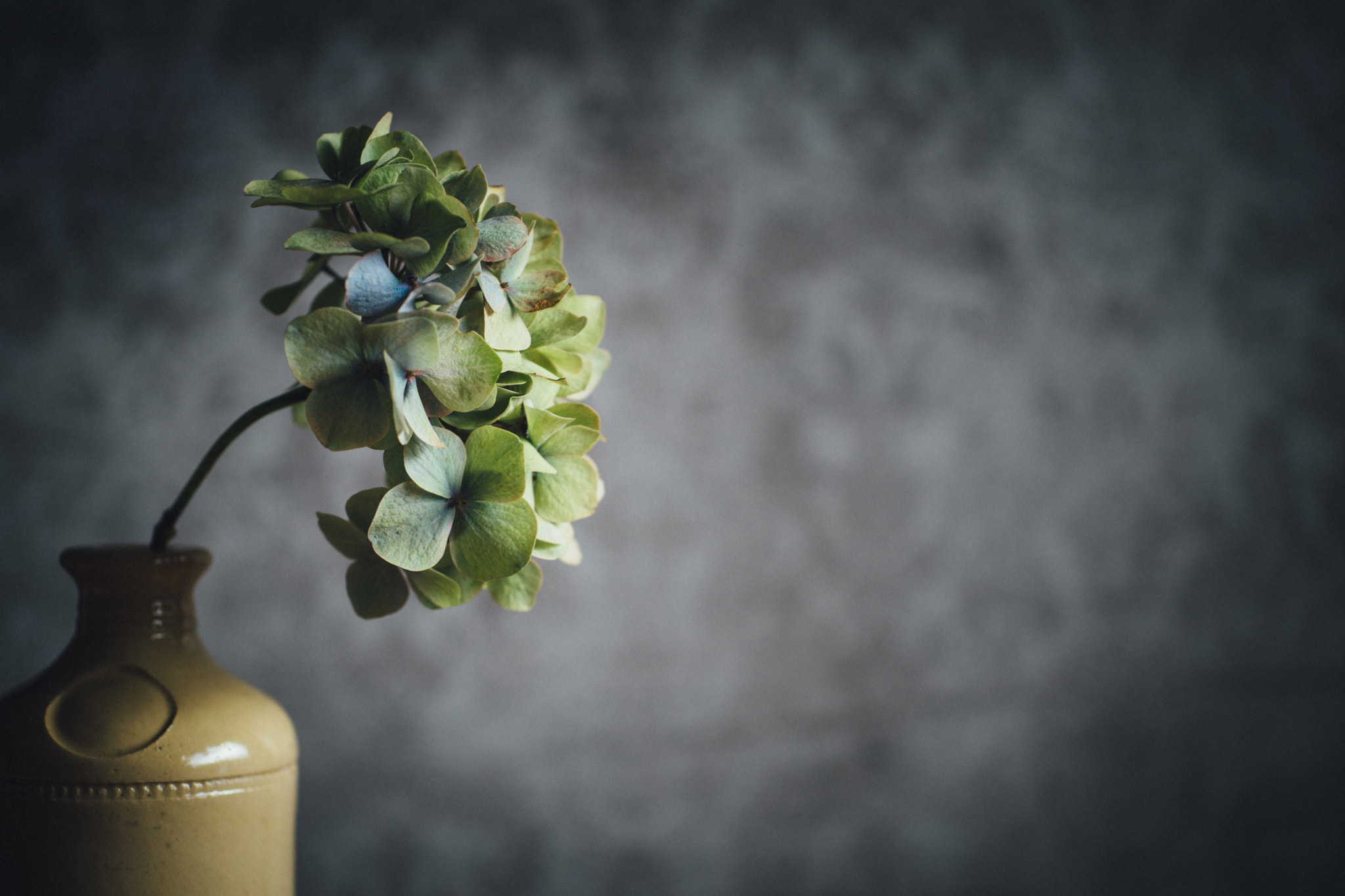 Sony a99 II + Sigma 30mm F1.4 EX DC HSM sample photo. Single hydrangea bloom photography