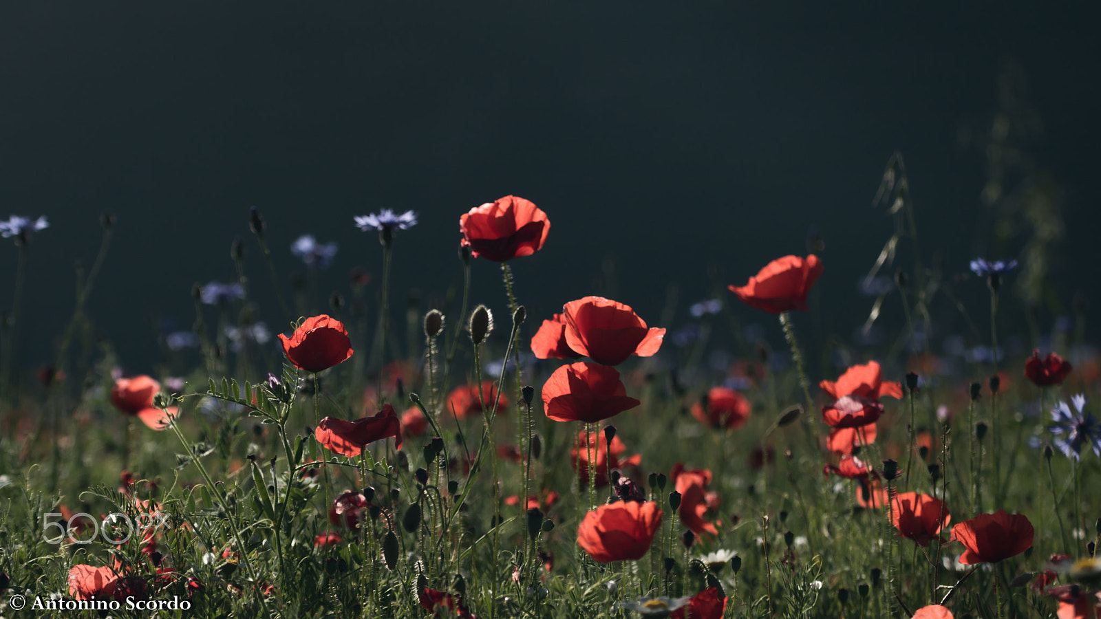 Tamron SP 35mm F1.8 Di VC USD sample photo. Castelluccio di norcia 2016 photography