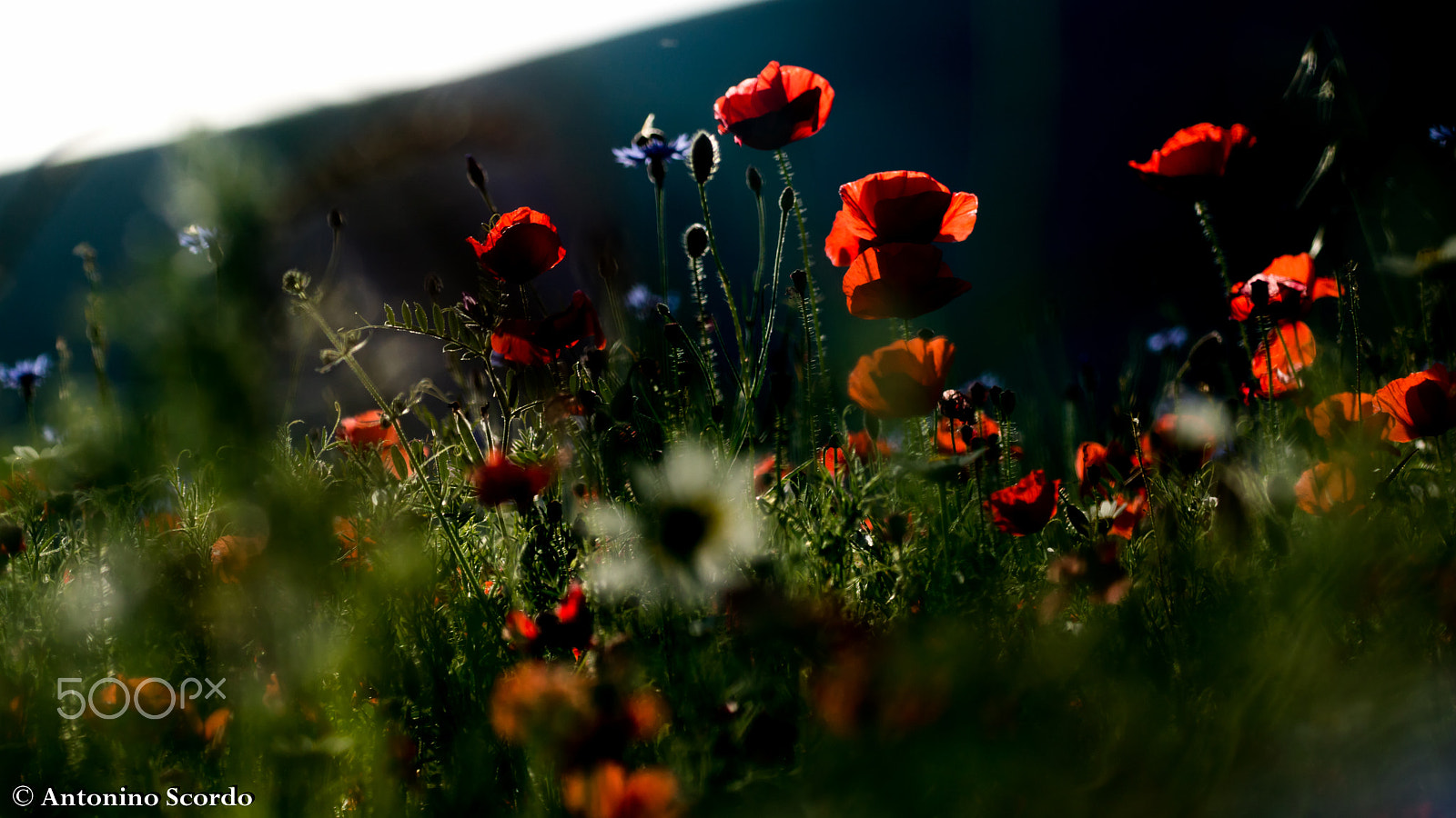 Tamron SP 35mm F1.8 Di VC USD sample photo. Castelluccio di norcia 2016 photography
