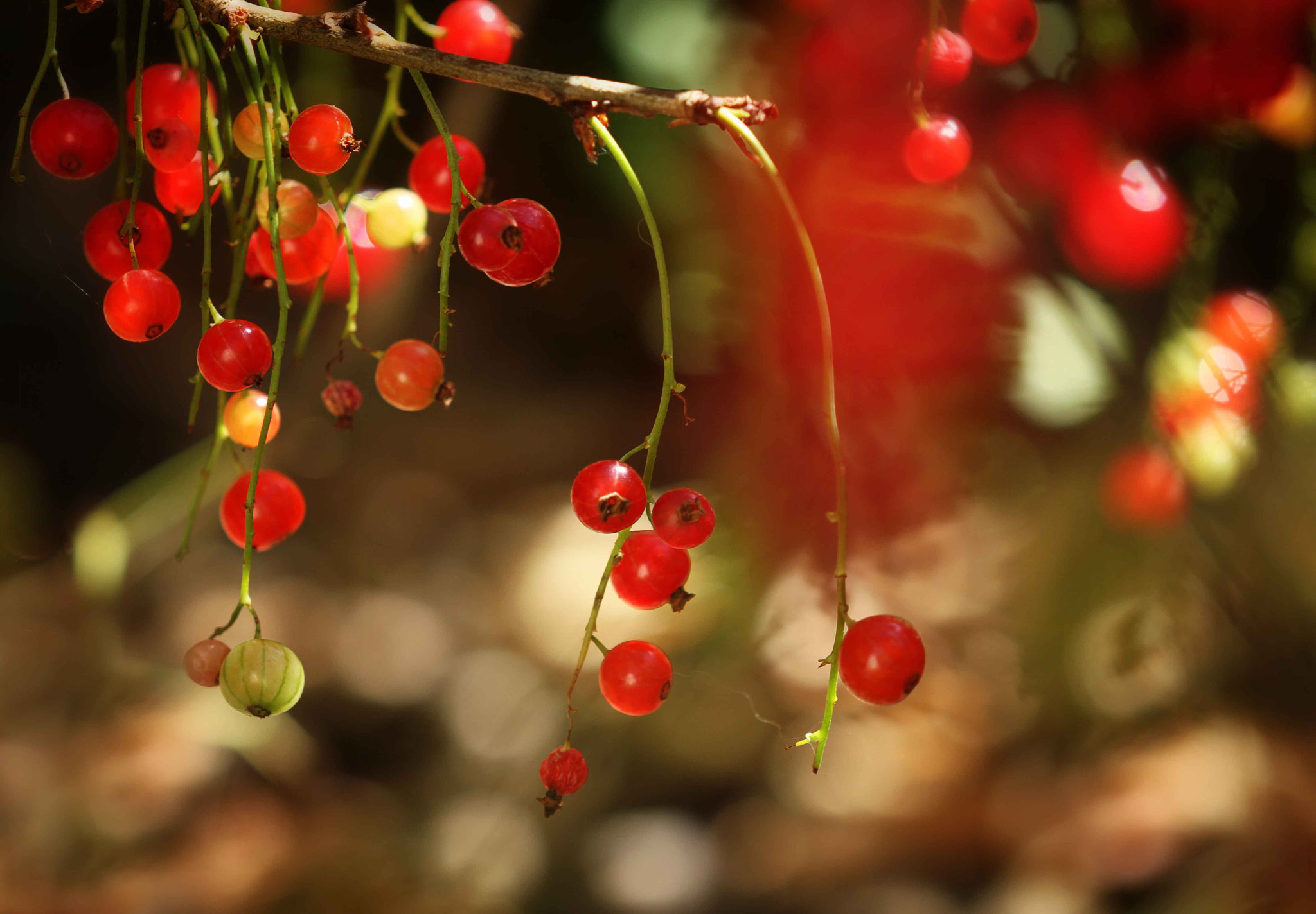 Canon EF 180mm F3.5L Macro USM sample photo. Red photography