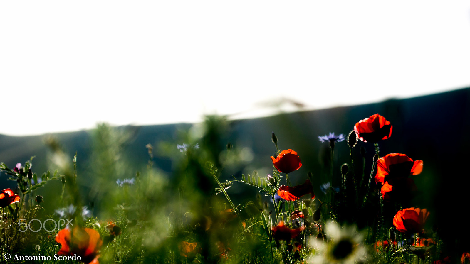 Tamron SP 35mm F1.8 Di VC USD sample photo. Castelluccio di norcia 2016 photography